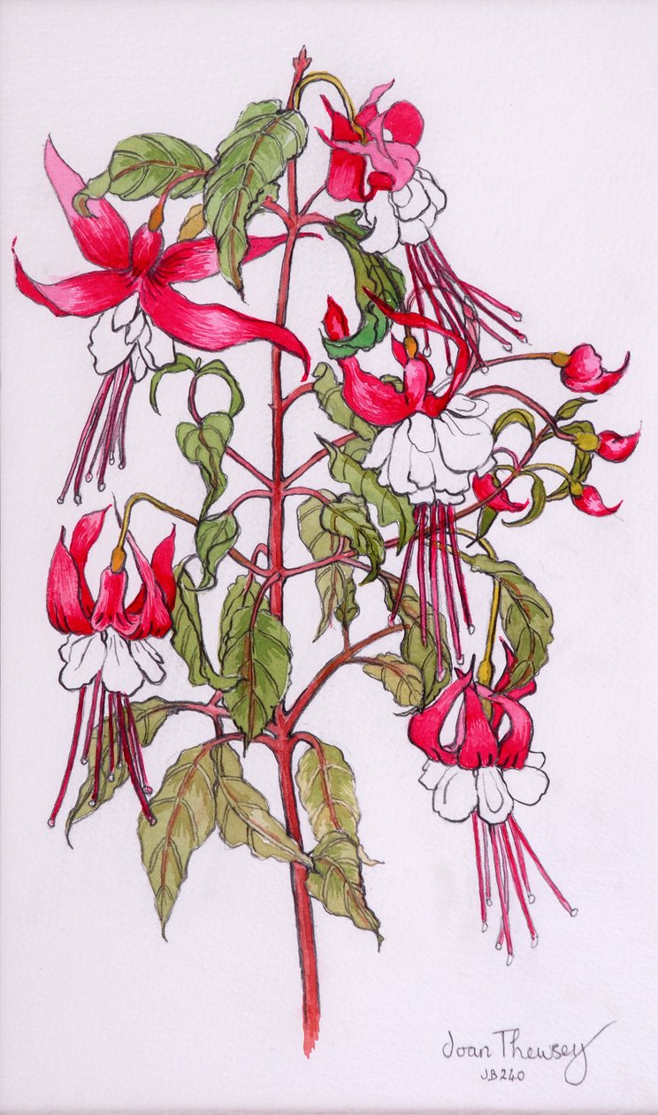 フクシア、2000、鉛筆、水彩 作： Joan Thewsey