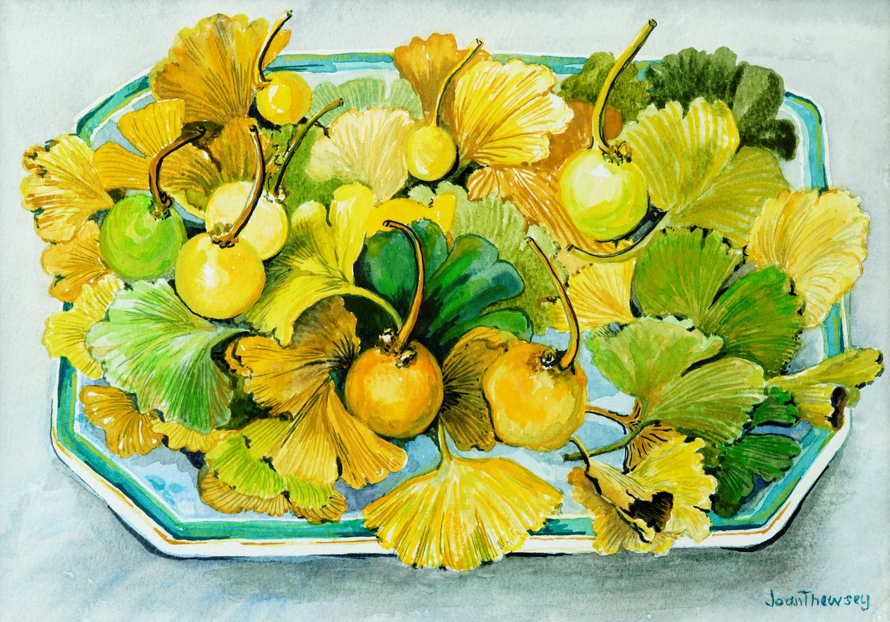 イチョウ、果実と葉、2010年、水彩 作： Joan Thewsey