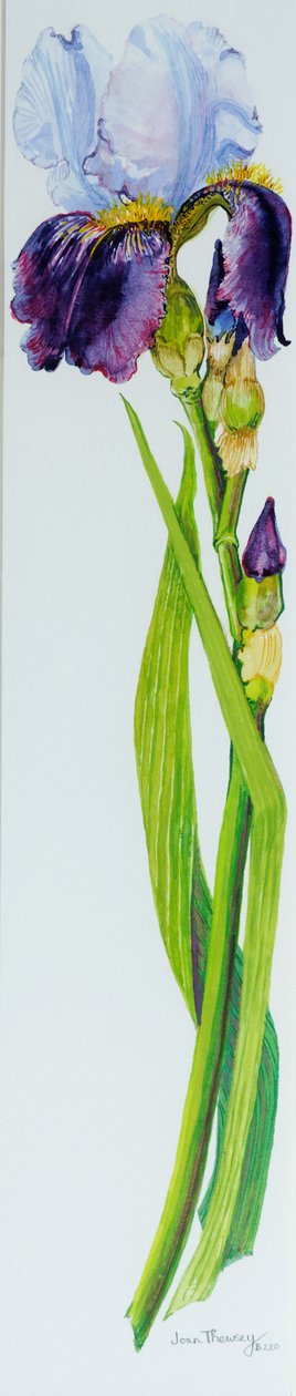 三つのつぼみのあるアイリス、2010年、水彩 作： Joan Thewsey