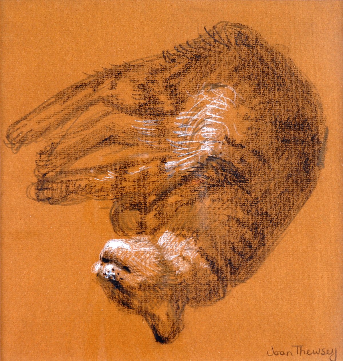 ねこねこねこ、2005年（黒鉛と白パステル） 作： Joan Thewsey