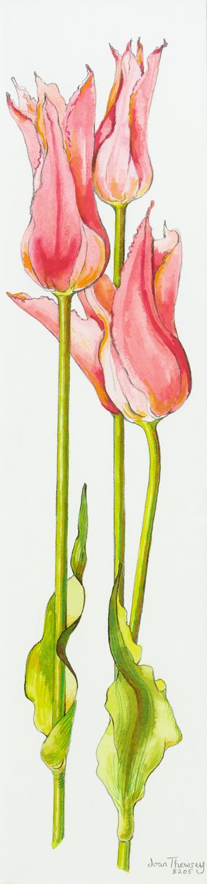 3つの赤いユリの花チューリップマリアンヌ、水彩、2010 作： Joan Thewsey