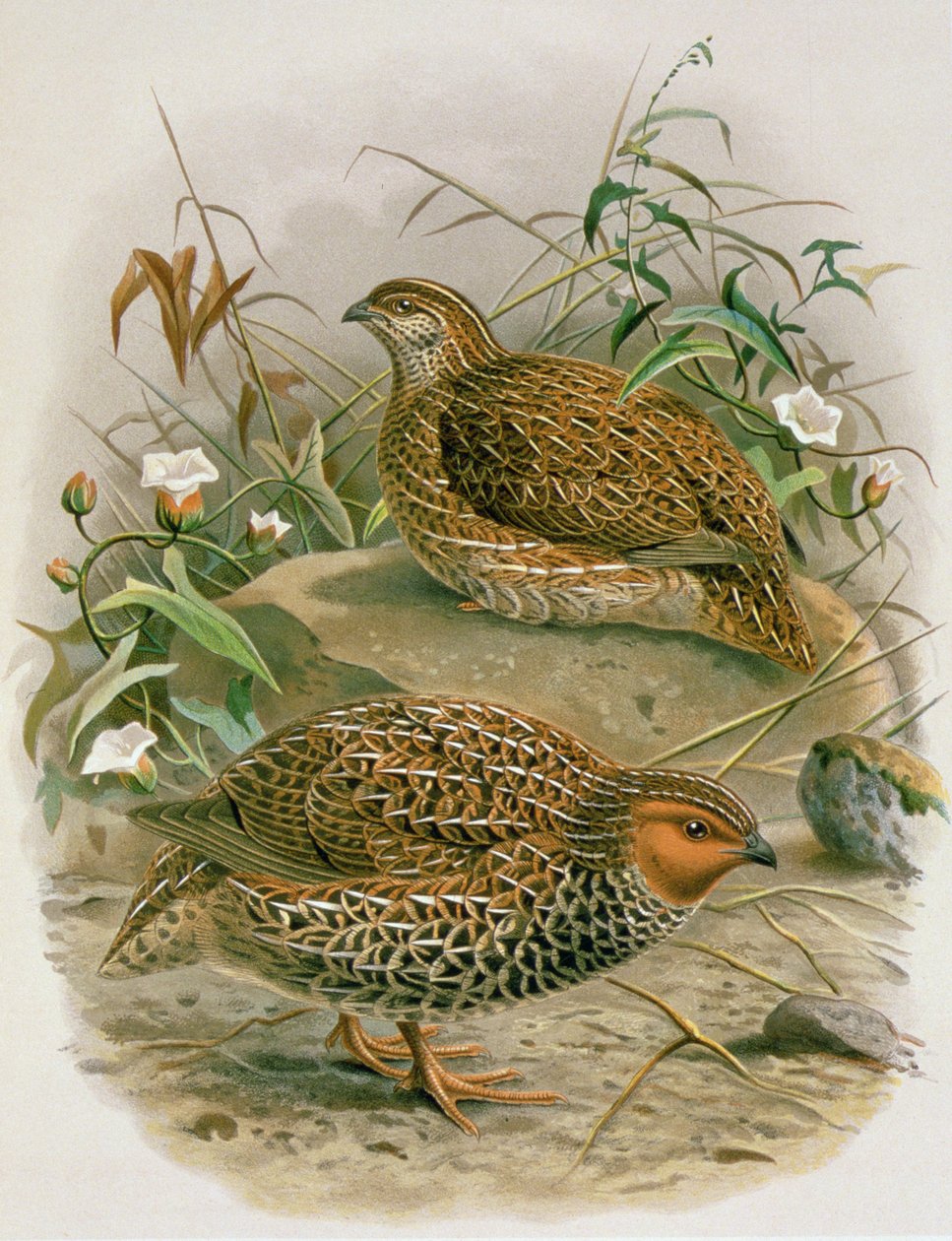 ニュージーランドウズラ、WLブラーによる「ニュージーランドの鳥の歴史」からのイラスト、1887-88年（クロモリト） 作： ヨハン・ジェラルド・キュールマンス