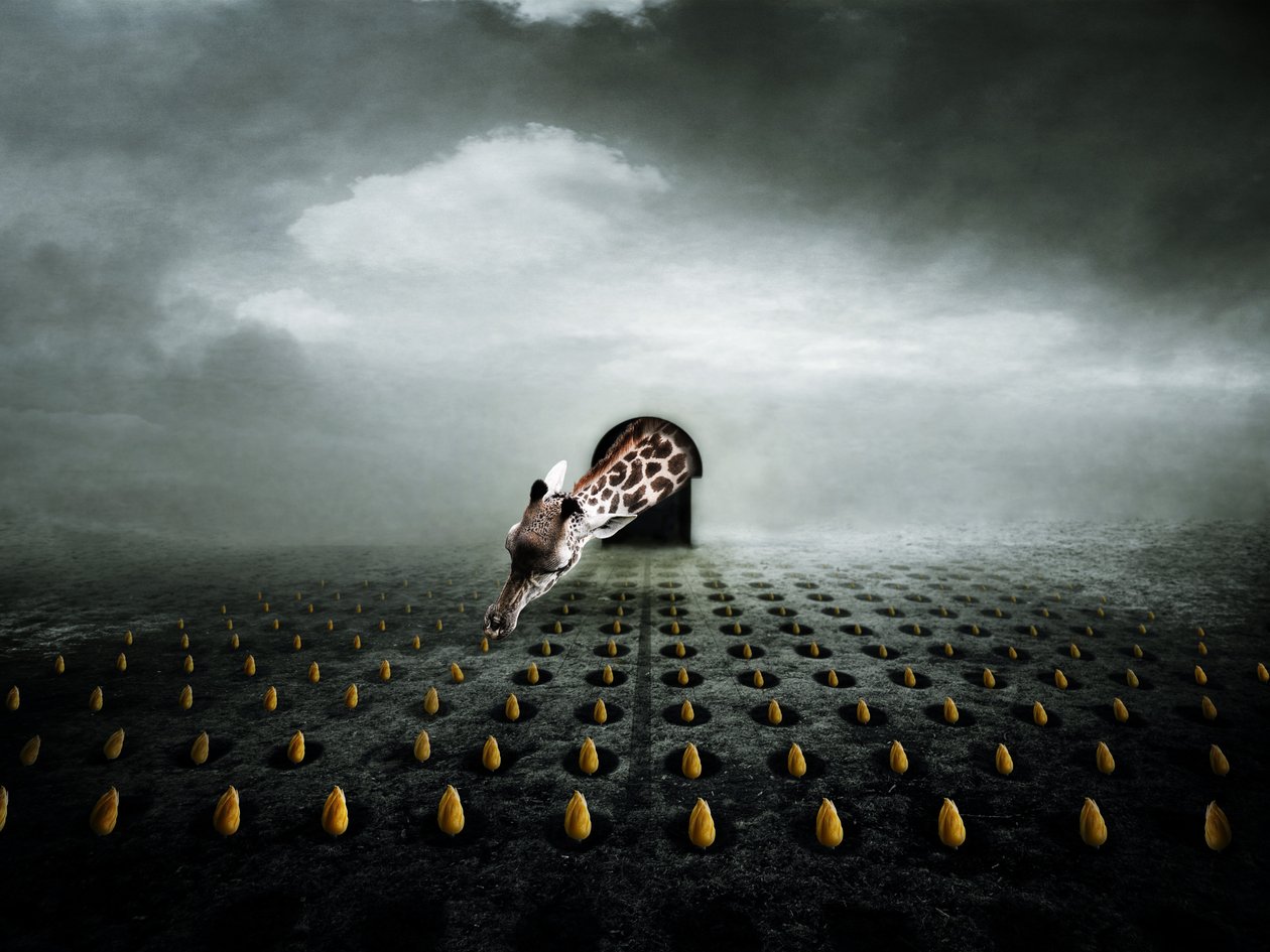 Ttulip thief 2, 2013 (写真) 作： ヨハン・リリヤ