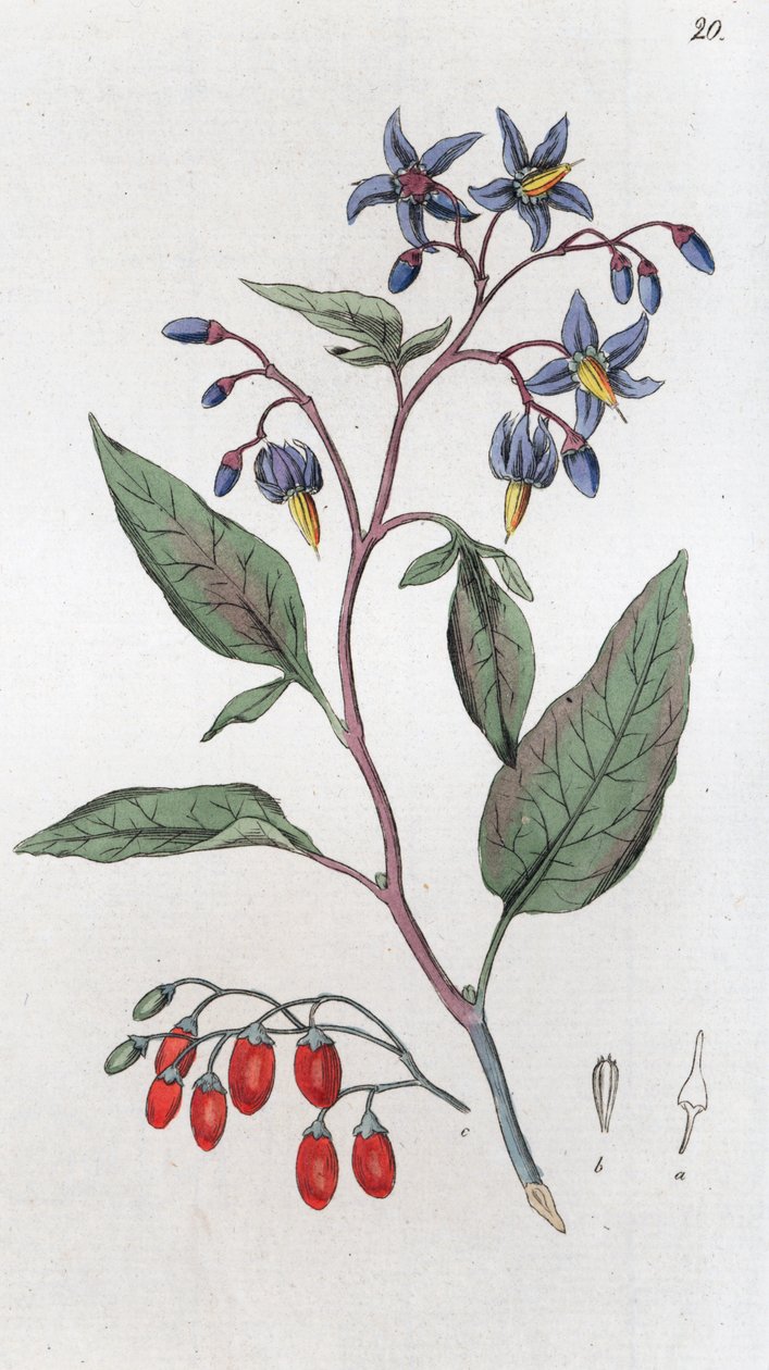 ビタースウィート Solanum dulcamara, 1804-1811 作： Johan Wilhelm Palmstruch