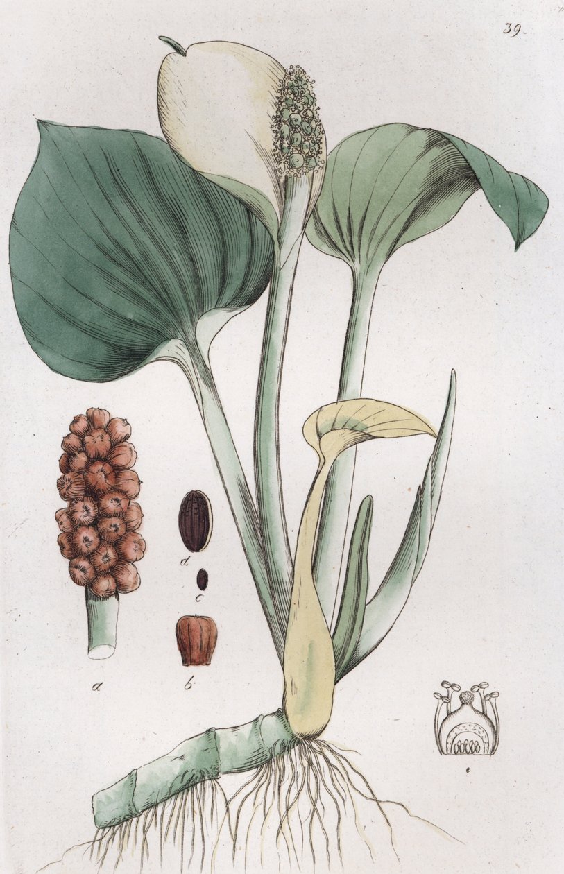 ボグアルム Calla palustris, 1804-1811 作： Johan Wilhelm Palmstruch