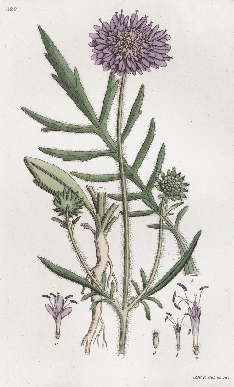フィールド・スキャビウス Knautia arvensis, 1804-1811 作： Johan Wilhelm Palmstruch