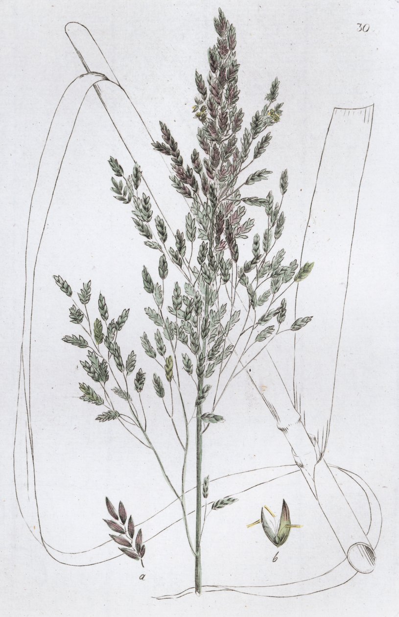 葦のスウィートグラス Poa aquatica, 1804-1811 作： Johan Wilhelm Palmstruch