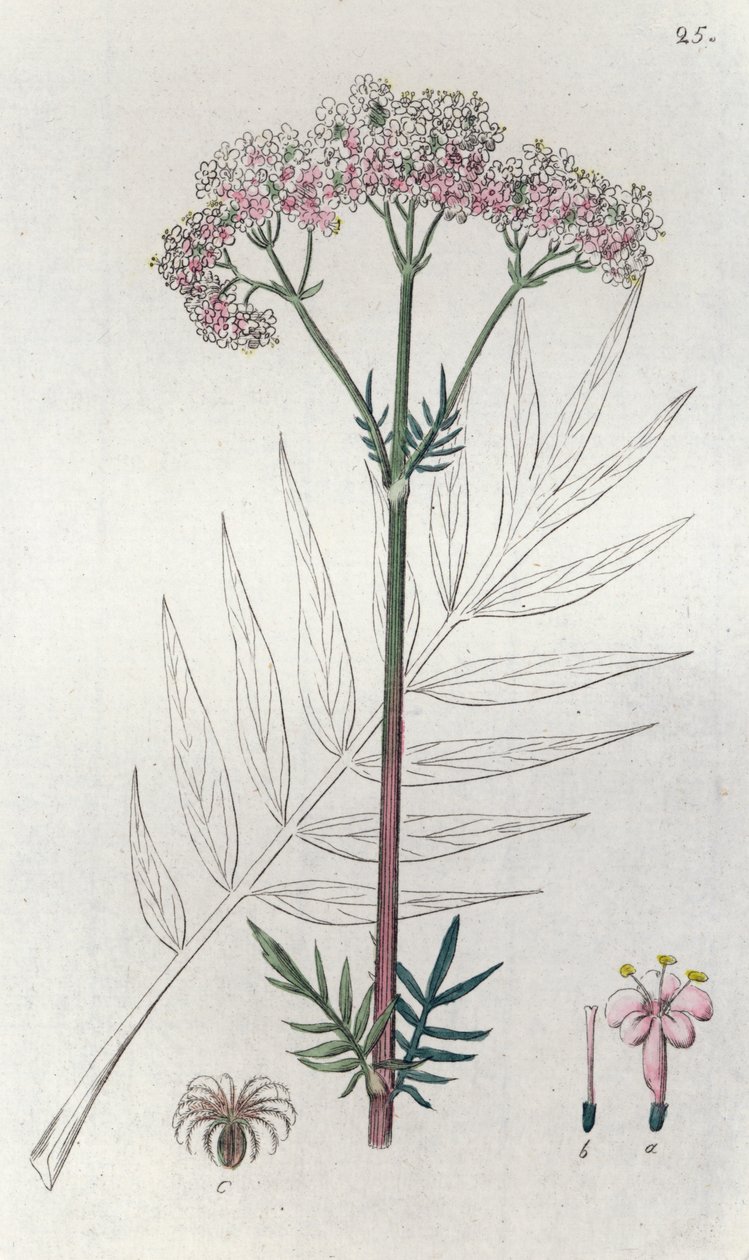 バレリアン Valeriana officinalis、1804-1811 作： Johan Wilhelm Palmstruch