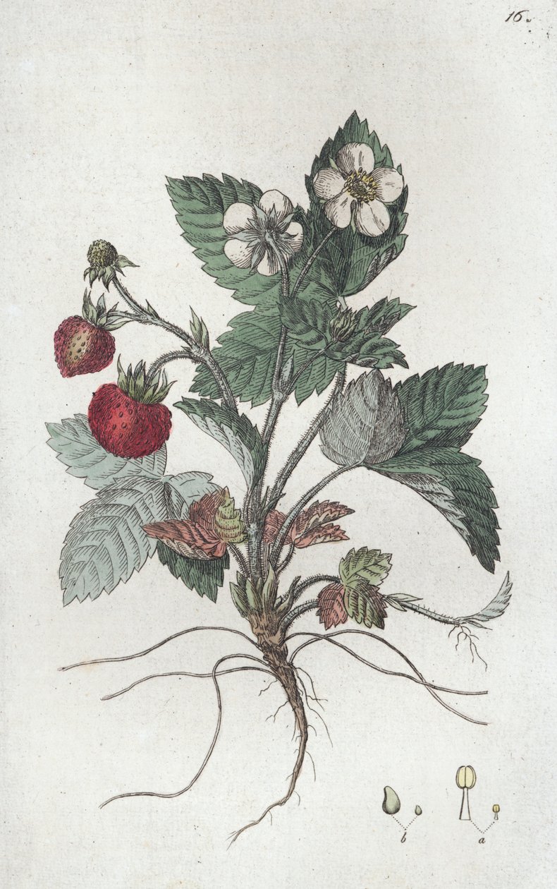 ワイルドストロベリー Fragaria vesca, 1804-1811 作： Johan Wilhelm Palmstruch