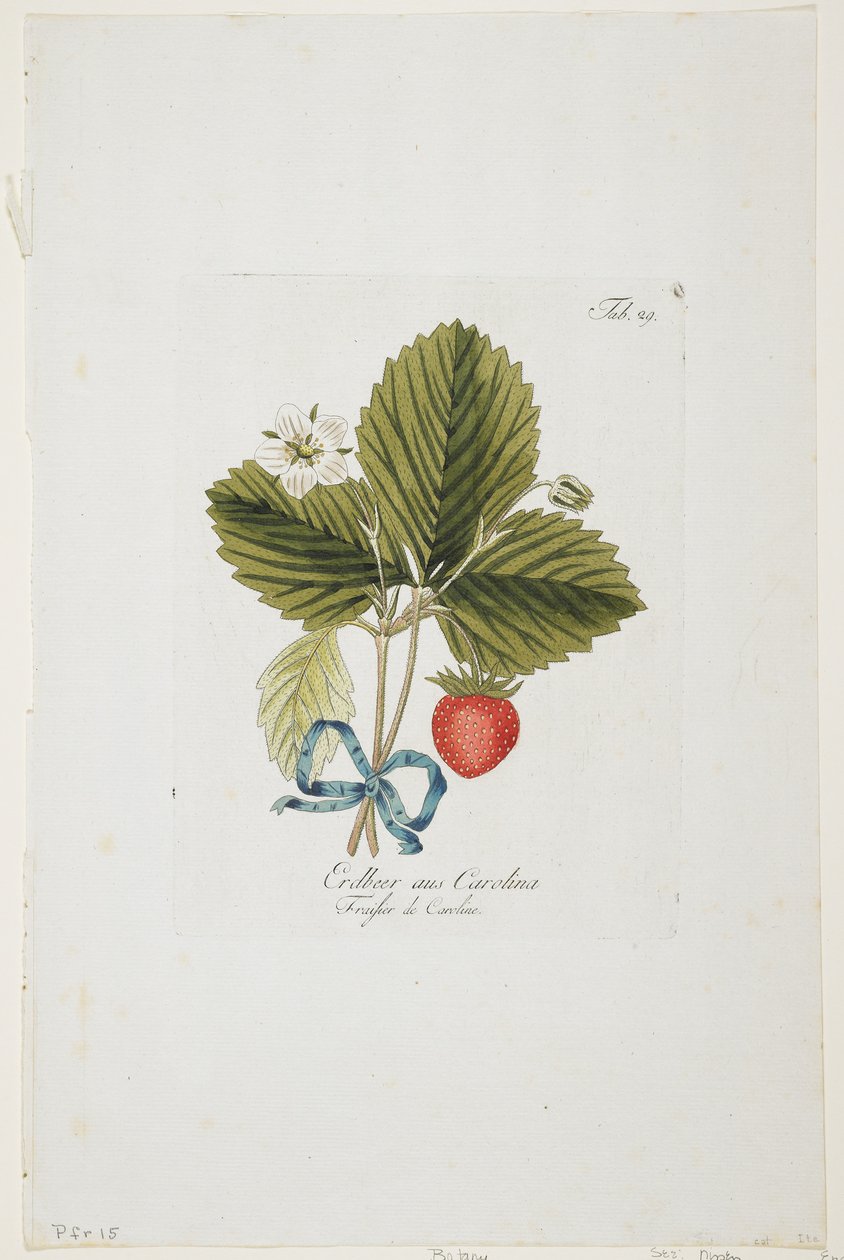Erdbeer aus Carolina from &39;Pomona Austriaca、or Austrian Fruit Trees&39;、1787-96（hand-colored engraving） 作： ヨハン・クラフト