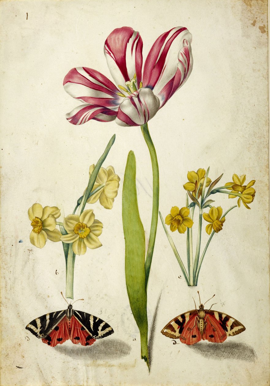チューリップ、水仙、蝶々 1660年頃 作： JohannBartholomäusBraun