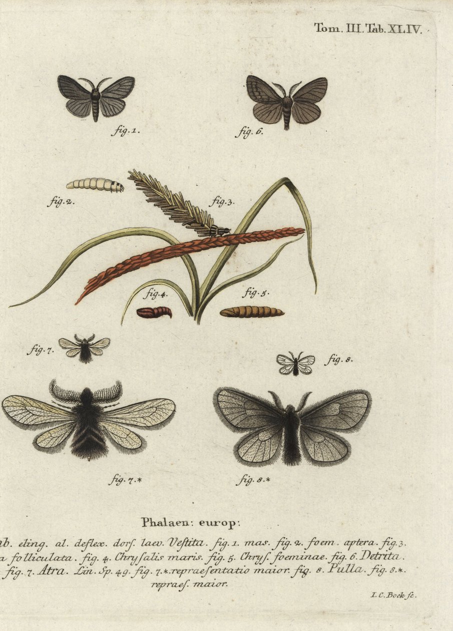 Canephora hirsuta、Ocneria detrita、Epichnopterix plumella。 作： ヨハンカールボック