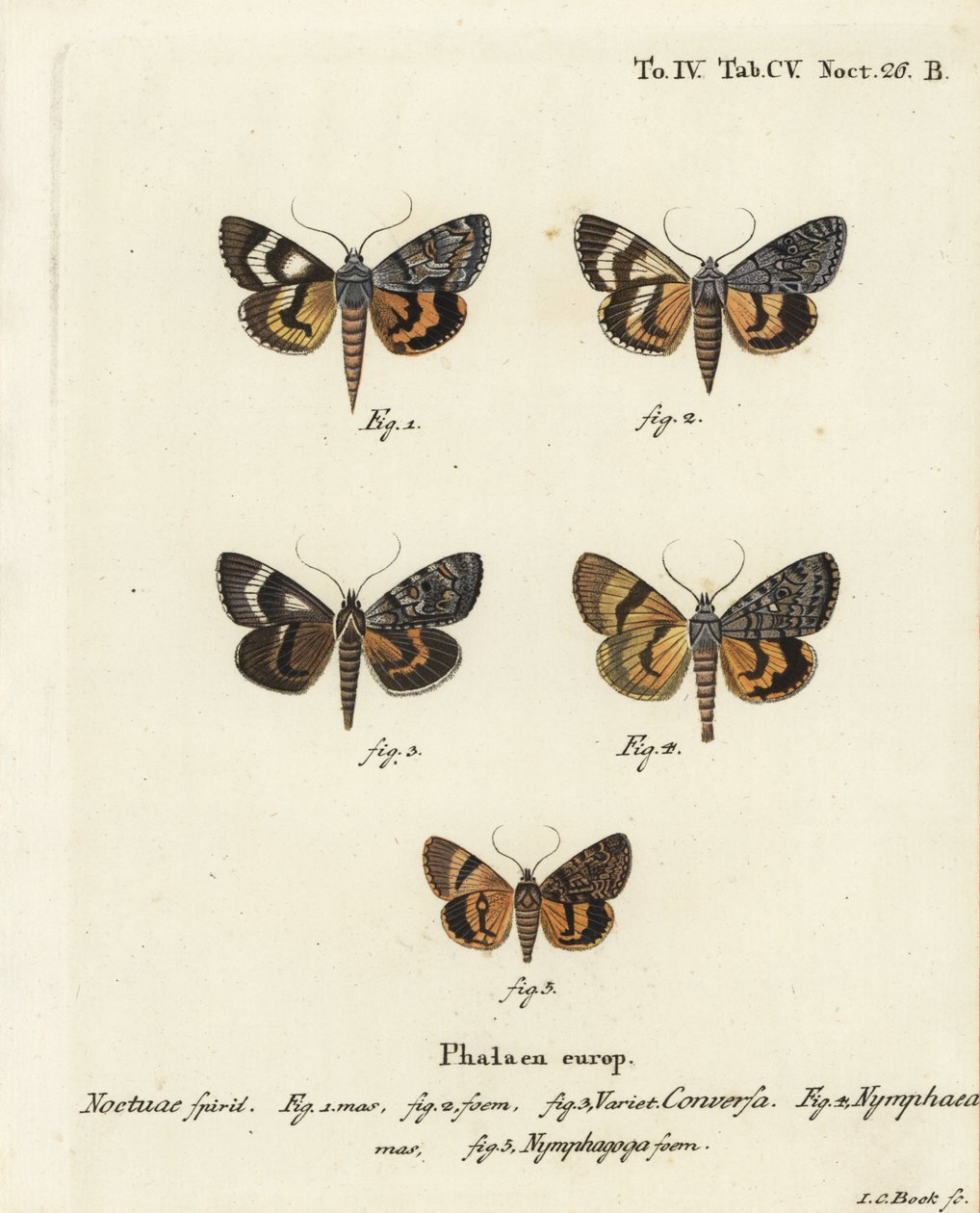 Catocala conversa 1-3, Catocala nymphaea 4, and oak yellow underwing, Catocala nymphagoga 5. Eugenius Johann Christoph EsperのDie Schmetterlinge in Abbildungen nach der Natur, Erlangenの後にJohann Carl Bockが描いた手彩色の銅版画。 作： ヨハンカールボック