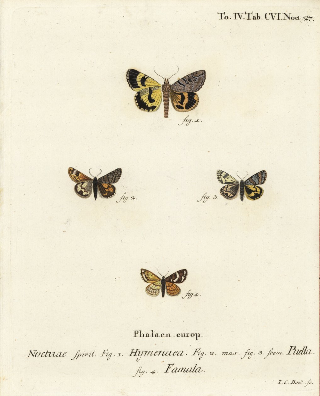 Catocala hymenaea 1, Amerila puella 2,3, Isturgia famula moths 4. Eugenius Johann Christoph EsperのDie Schmetterlinge in Abbildungen nach der Natur, Erlangenの後にJohann Carl Bockが描いた手彩色の銅版画。 作： ヨハンカールボック