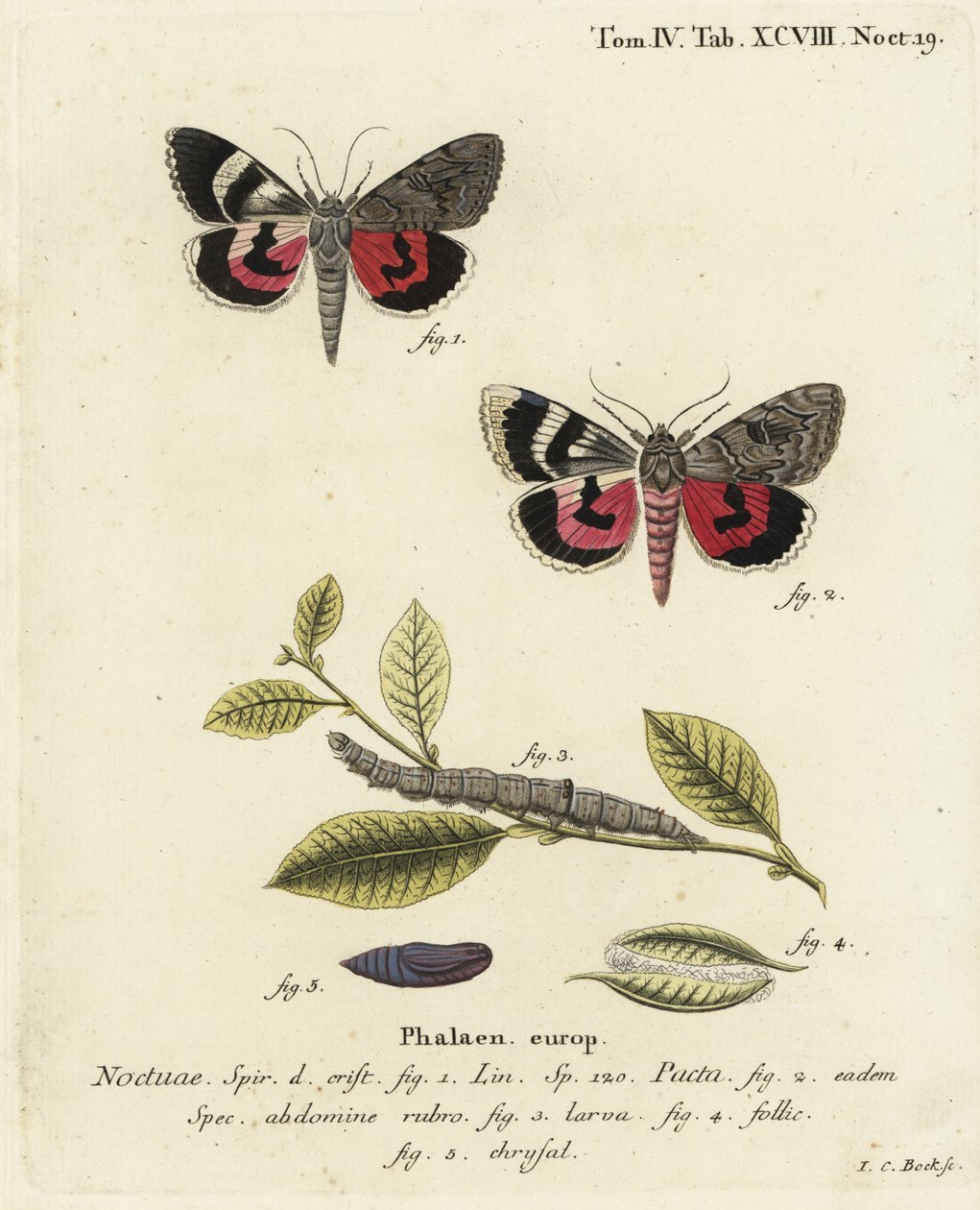 Catocala pacta moth.エウゲニウス・ヨハン・クリストフ・エスパーの『Die Schmetterlinge in Abbildungen nach der Natur』（エルランゲン）の後に、ヨハン・カール・ボックが描いた手彩色の銅版画。 作： ヨハンカールボック