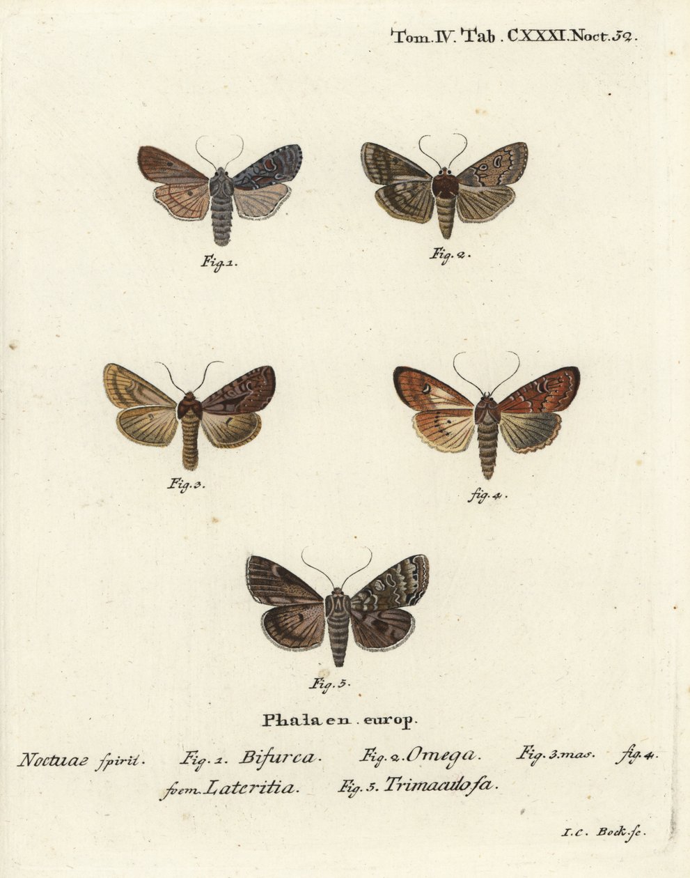 適合者、Lithophane furcifera 1、ダブルダート、Graphiphora augur 2、scarce brindle、Apamea lateritia 3,4、Silver arches、Polia hepatica 5。 作： ヨハンカールボック