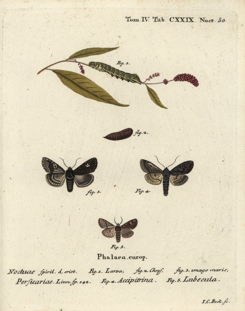 点、Melanchra persicariae 1-4、Dryobota labecula 5. Eugenius Johann Christoph EsperのDie Schmetterlinge in Abbildungen nach der Natur, Erlangenの後にJohann Carl Bockが描いた手彩色の銅版画。 作： ヨハンカールボック