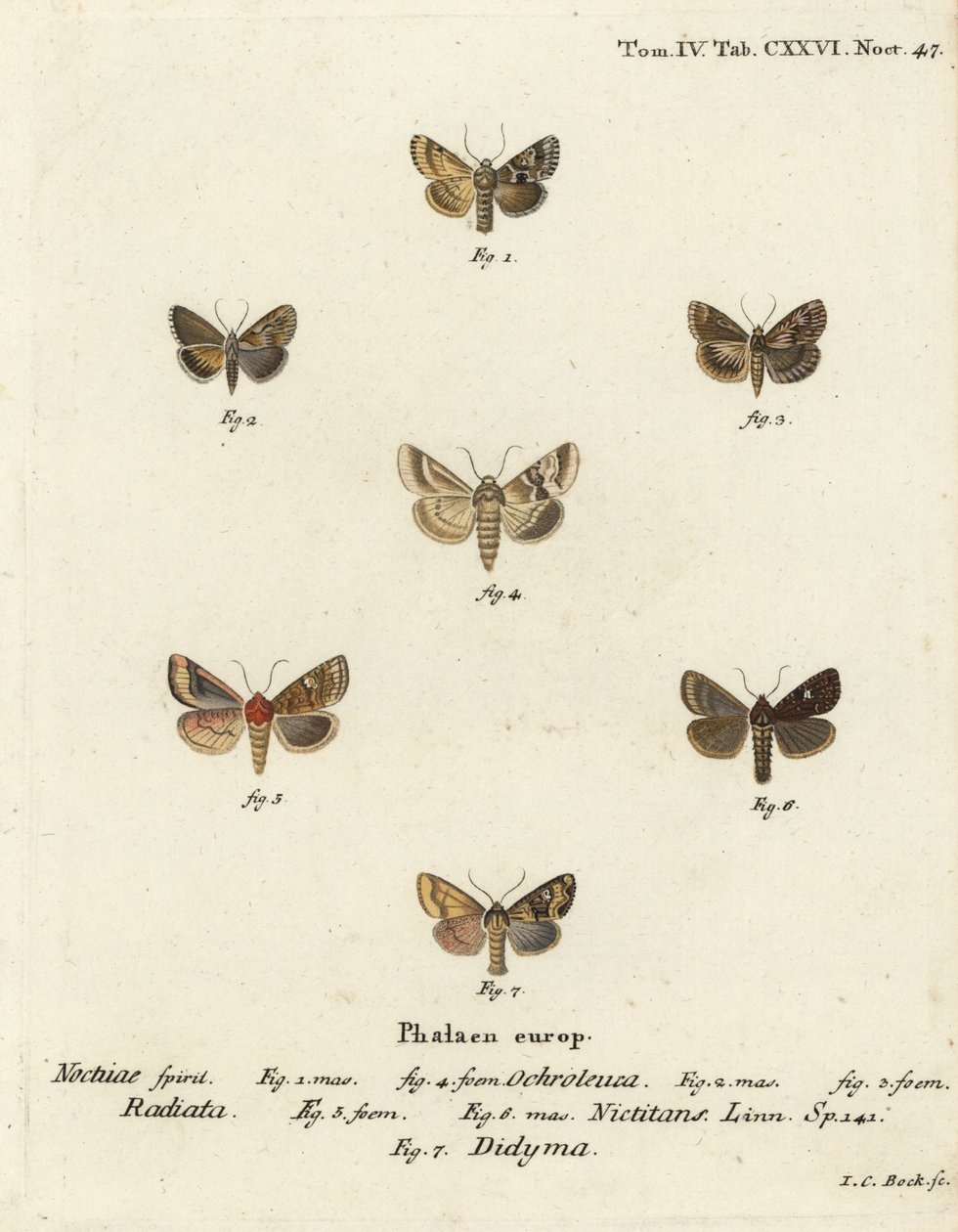 Dusky sallow, Eremobia ochroleuca 1,4, Cynaeda dentalis 2,3, Ear moth, Amphipoea oculea 5,6, and common rustic, Mesapamea secalis 7. Eugenius Johann Christoph EsperのDie Schmetterlinge in AbbildをもとにJohann Carl Bockが描いた手彩色銅版画。 作： ヨハンカールボック