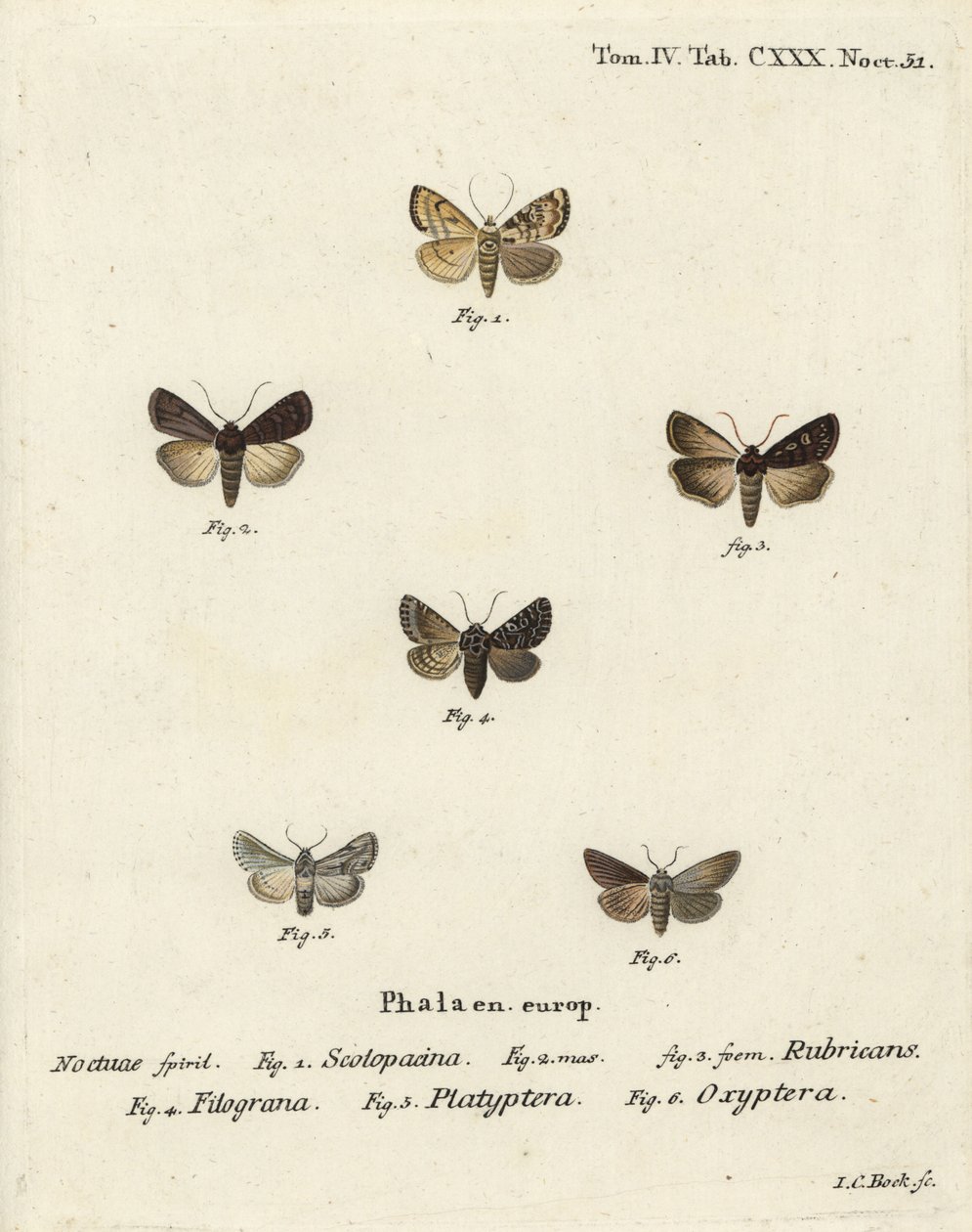 ガーデンダーツ、Euxoa nigricans 1～3、Hadena filograna 4、antirrhinum brocade、Calophasia platyptera 5、Semyra nervosa 6. Eugenius Johann Christoph Esperの『Die Schmetterlinge in Abbildungen nach der』の後にJohann Carl Bockが描いた手彩色の銅版画。 作： ヨハンカールボック