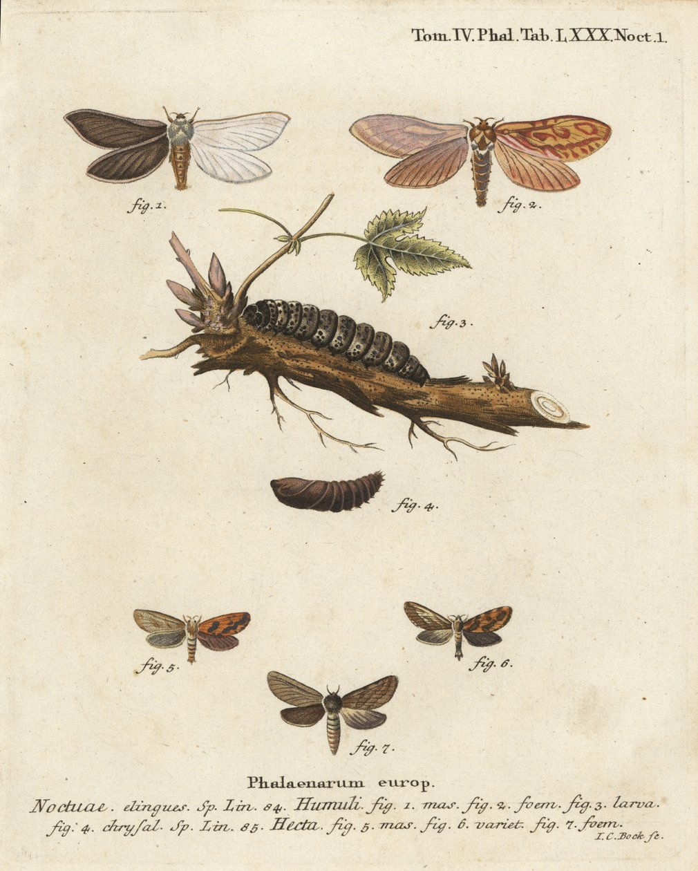 ゴーストモス（Hepialus humuli 1-4）とゴールドスウィフト（Phymatopus hecta 5-7）。エウゲニウス・ヨハン・クリストフ・エスパーの『Die Schmetterlinge in Abbildungen nach der Natur』（エルランゲン）の後にヨハン・カール・ボックが描いた手彩色の銅版画 作： ヨハンカールボック