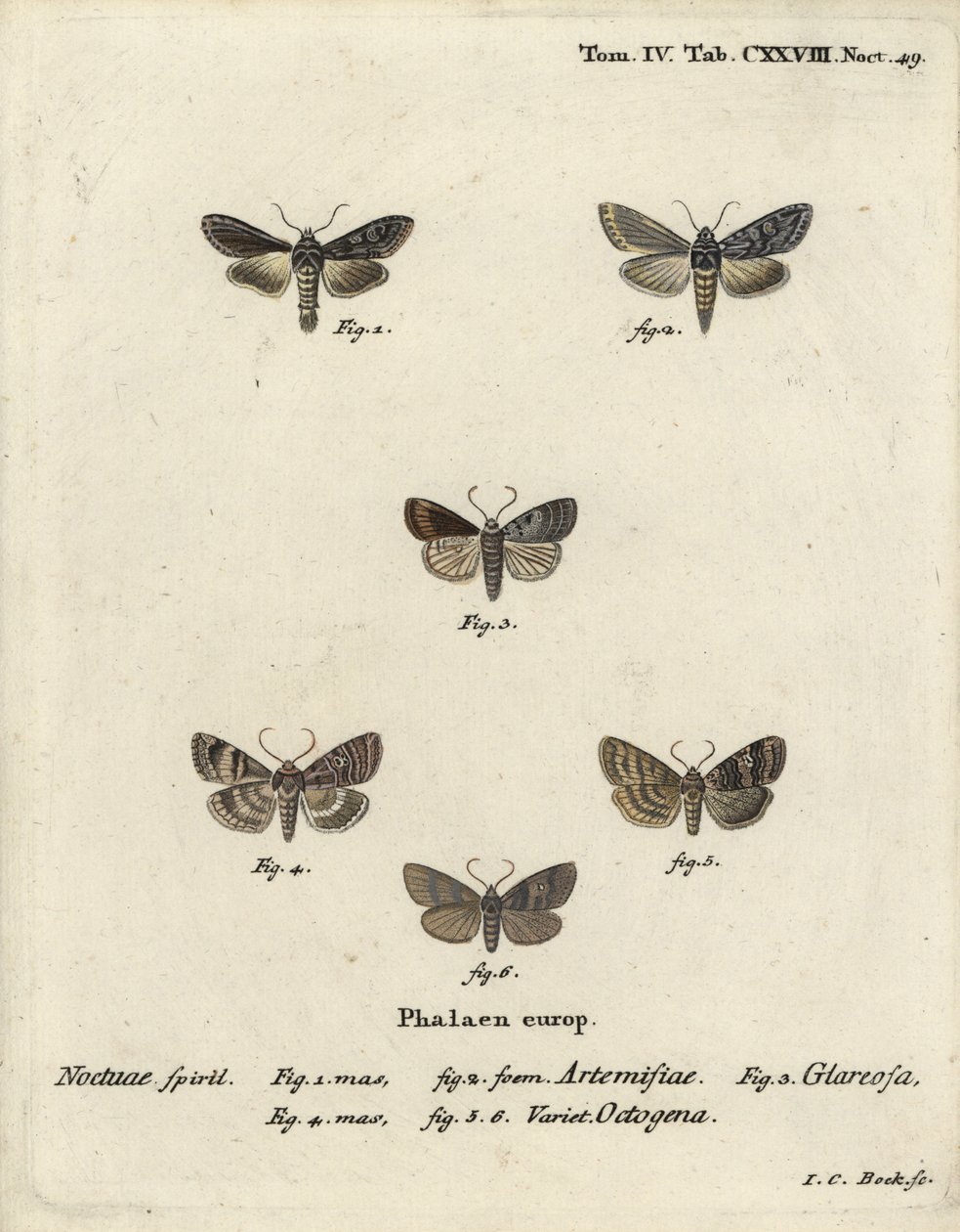 アオザメ（Cucullia argentea 1,2）、秋のサビ（Eugnorisma glareosa 4）、八の字（Tethea ocularis 4-6）。エウゲニウス・ヨハン・クリストフ・エスパーの『Die Schmetterlinge in Abbildun』に基づくヨハン・カール・ボックの手彩色銅版画 作： ヨハンカールボック
