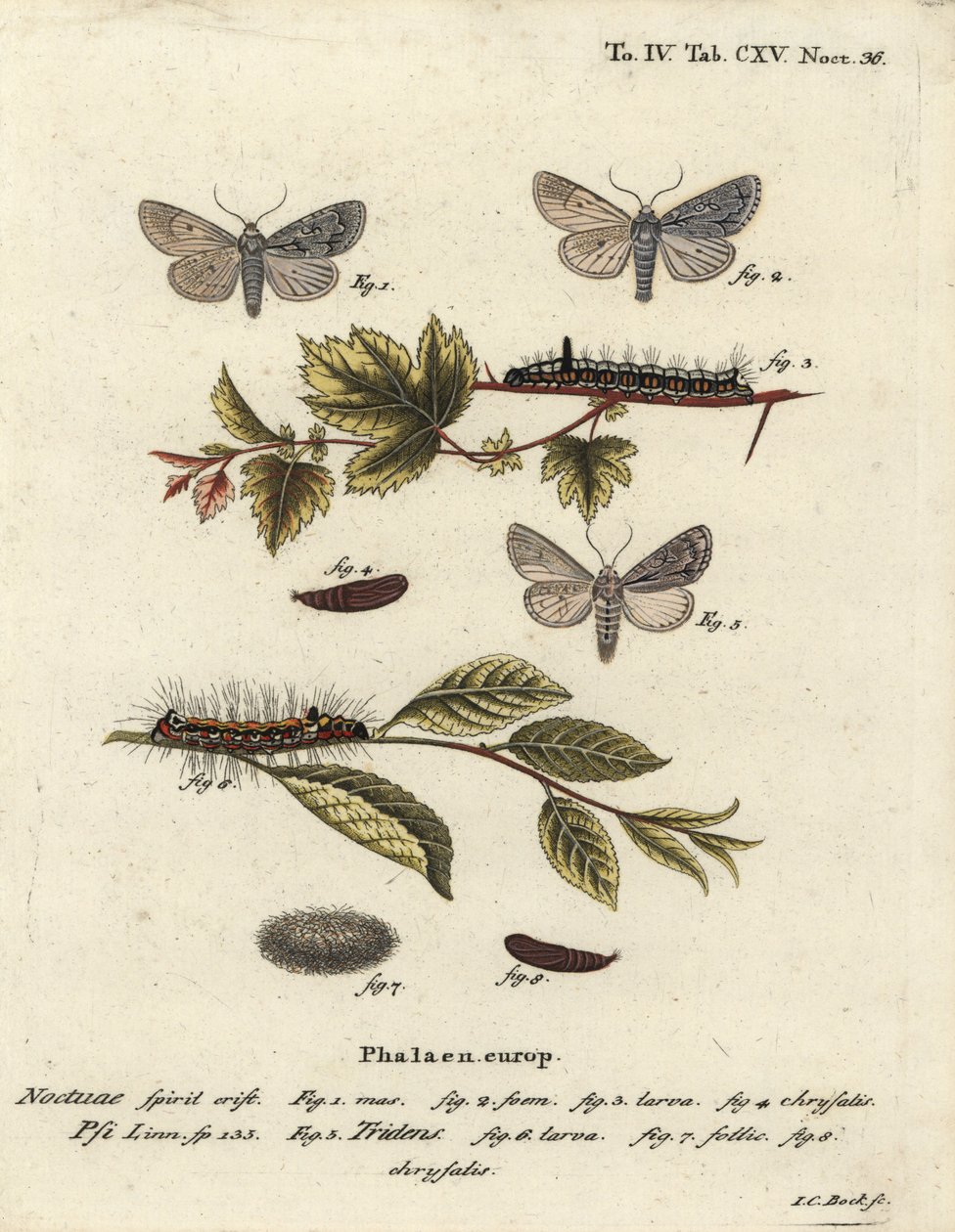 灰色の短剣、Acronicta psi 1-4と暗い短剣、Acronicta tridens 5-8。 Eugenius Johann Christoph EsperのDie Schmetterlinge in Abbildungen nach der Natur, Erlangenの後、Johann Carl Bockによる手彩色の銅版画。 作： ヨハンカールボック