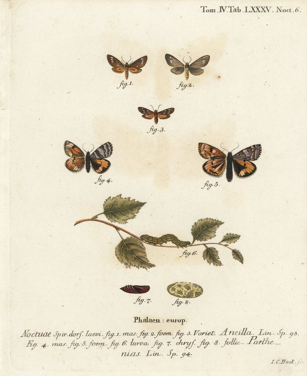 ハンドメイド・モス（Dysauxes ancilla 1-3）とオレンジ色の下翅（Archiearis parthenias 4-8）。エウゲニウス・ヨハン・クリストフ・エスパーの『Die Schmetterlinge in Abbildungen nach der Natur』（エルランゲン）の後にヨハン・カール・ボックが描いた手彩色の銅版画 作： ヨハンカールボック