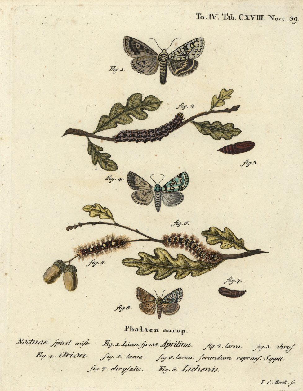 Merveille du jour, Dichonia aprilina 1-4, scarce merveille du jour, Moma alpium 5-7, and marbled green, Cryphia muralis 8. Eugenius Johann Christoph Esperの『Die Schmetterlinge in Abbildungen nach』に倣って、Johann Carl Bockが手彩色の銅版画を描いたもの。 作： ヨハンカールボック