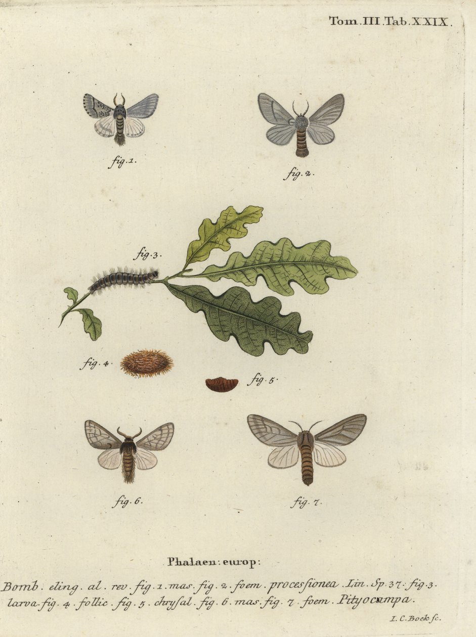 Oak processionary moth, Thaumetopoea processionea. 作： ヨハンカールボック