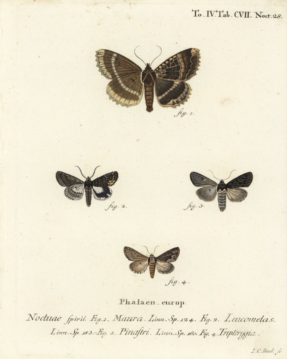 Mormo maura 1、Aedia leucomelas 2、Dypterygia scabriuscula 3,4のオールドレディまたはブラックアンダーウィング。エウゲニウス・ヨハン・クリストフ・エスパーの『Die Schmetterlinge in Abbildungen nach der Na』の後にヨハン・カール・ボックが描いた手彩色の銅版画。 作： ヨハンカールボック