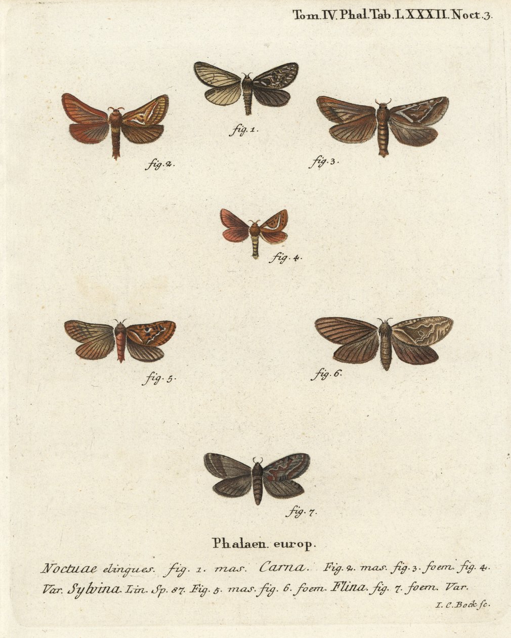 Pharmacis carna 2-4、オレンジ色のツバメTriodia sylvina 5,6、そして金色のツバメPhymatopus hecta 7。エウゲニウス・ヨハン・クリストフ・エスパーの『Die Schmetterlinge in Abbildungen nach der Natur』（エルランゲン）の後にヨハン・カール・ボックが描いた手彩色の銅版画 作： ヨハンカールボック