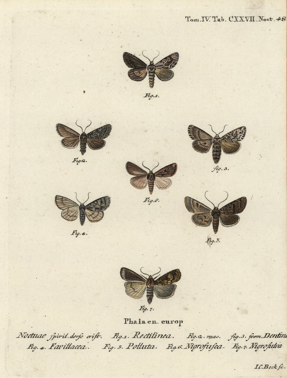 サクソンモス（Hyppa rectilinea）1、鋏蛾（Hada plebeja）2,3、マーシュダガー（Acronicta strigosa）4、ブラウンスポットピニオン（Agrochola litura）5、ホワイトラインダート（Euxoa nigrofusca）6、ポリゴナ（Opigena polygona）7。Johann Carl Bockによる手彩色の銅版画。 作： ヨハンカールボック