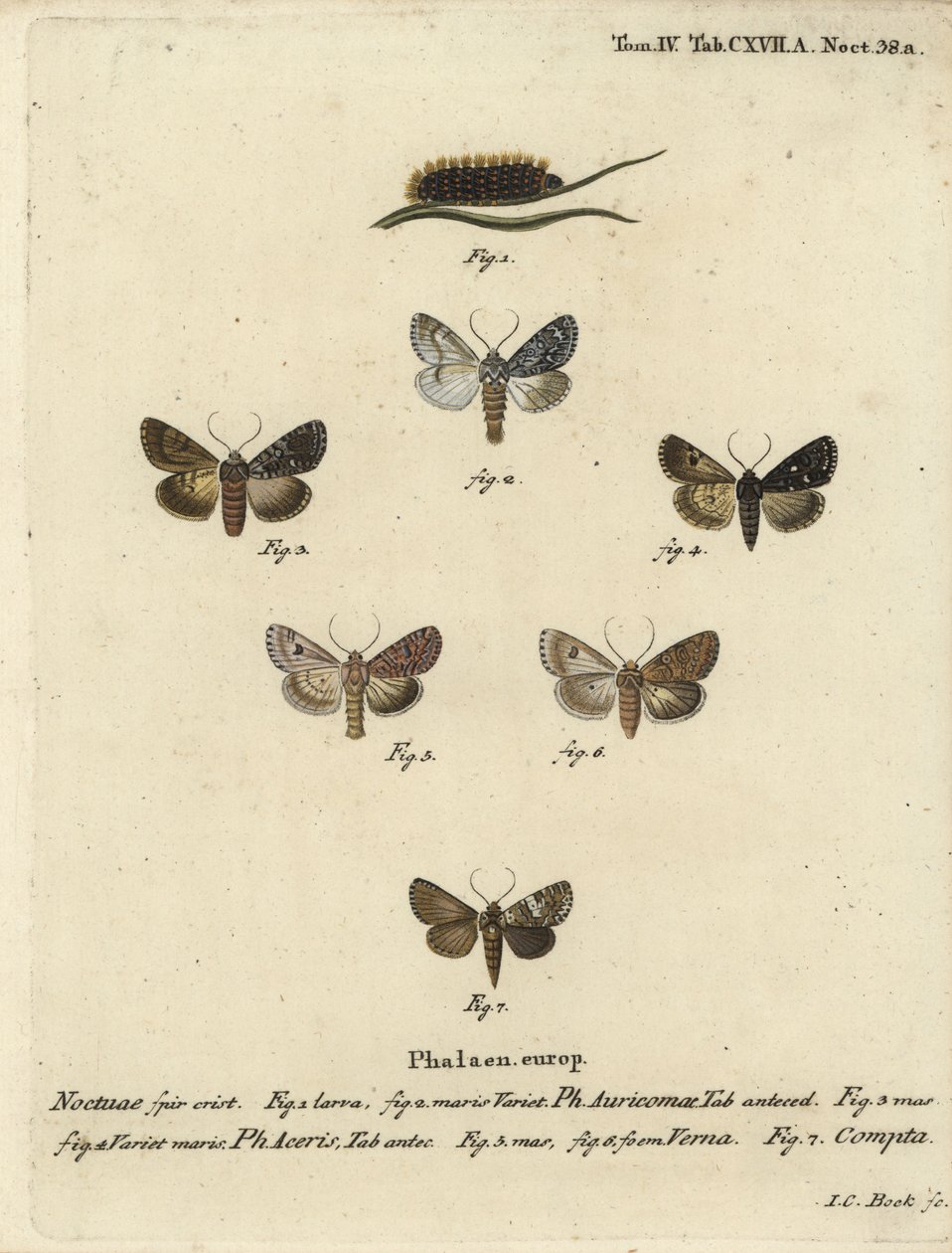 稀少な短剣、Acronicta auricoma 1～3、ソテツガ、Acronicta aceris、ナツメグガ4,5、Hadula trifolii 6、変化に富んだコロネ、Hadena compta 7。エウゲニウス・ヨハン・クリストフ・エスパーの『Die Schmetterling』の後にヨハン・カール・ボックが描いた手彩色の銅版画 作： ヨハンカールボック