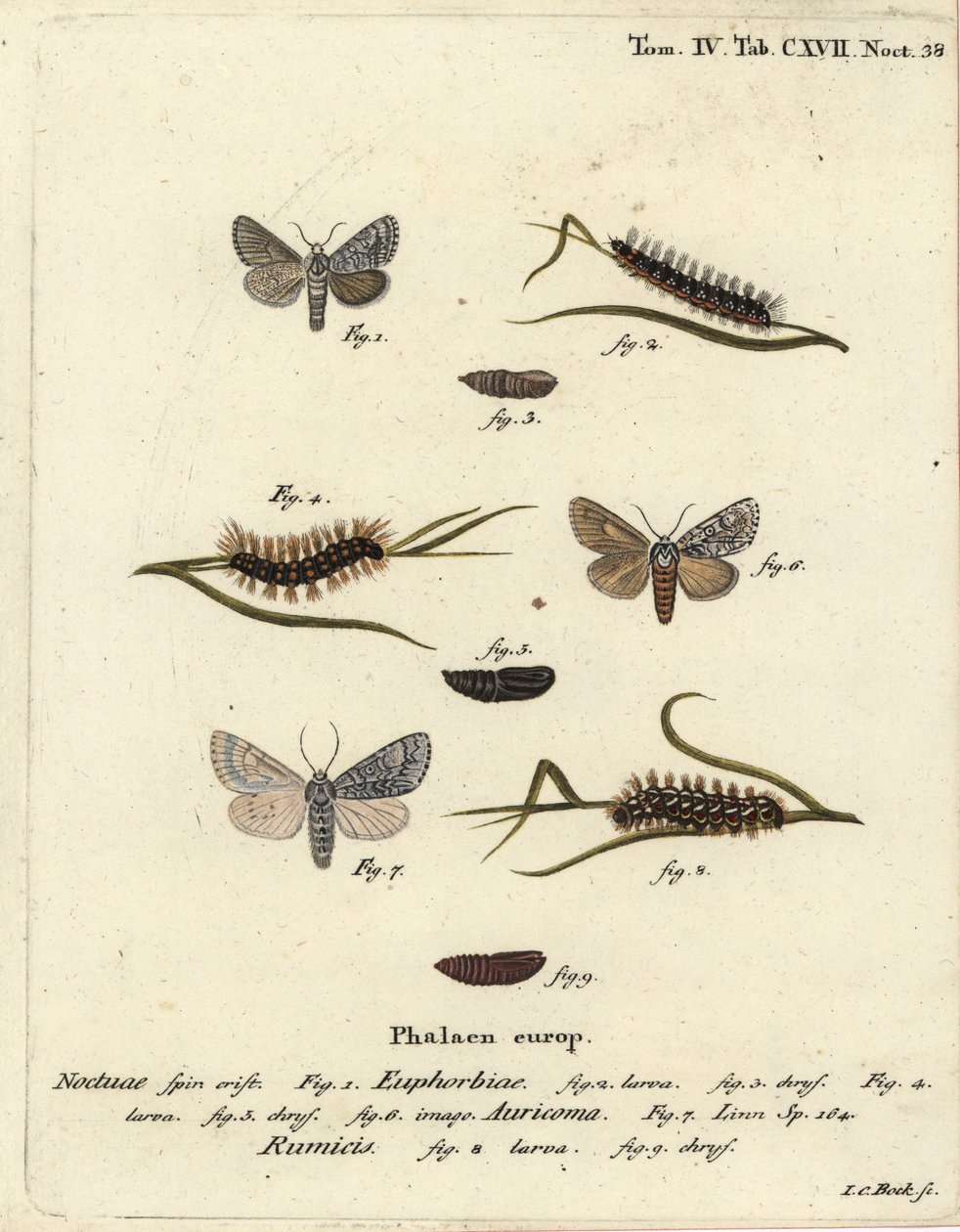 スイートゲイル・モス（Acronicta euphorbiae）1～5、スカーズ・ダガー（Acronicta auricoma）6、ノット・グラス・モス（Acronicta rumicis）7～9。エウゲニウス・ヨハン・クリストフ・エスパーの『Die Schmetterlinge in Abbildungen nac』の後にヨハン・カール・ボックが描いた手彩色の銅版画 作： ヨハンカールボック
