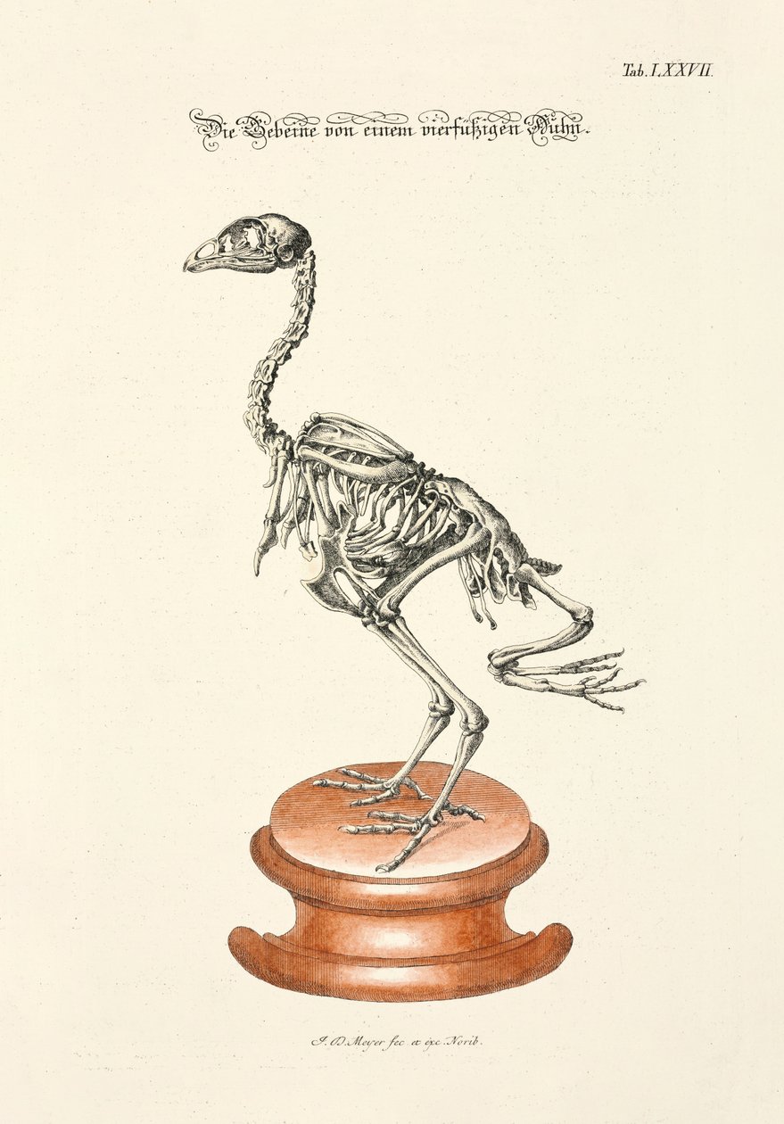 四つ足のニワトリの骨 作： 