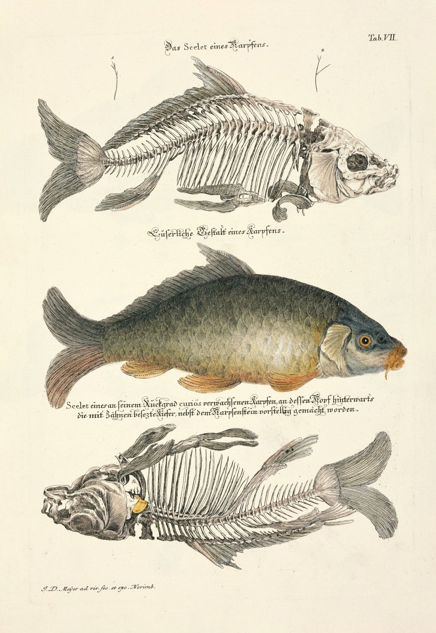 スケルトン・コイ 作： 