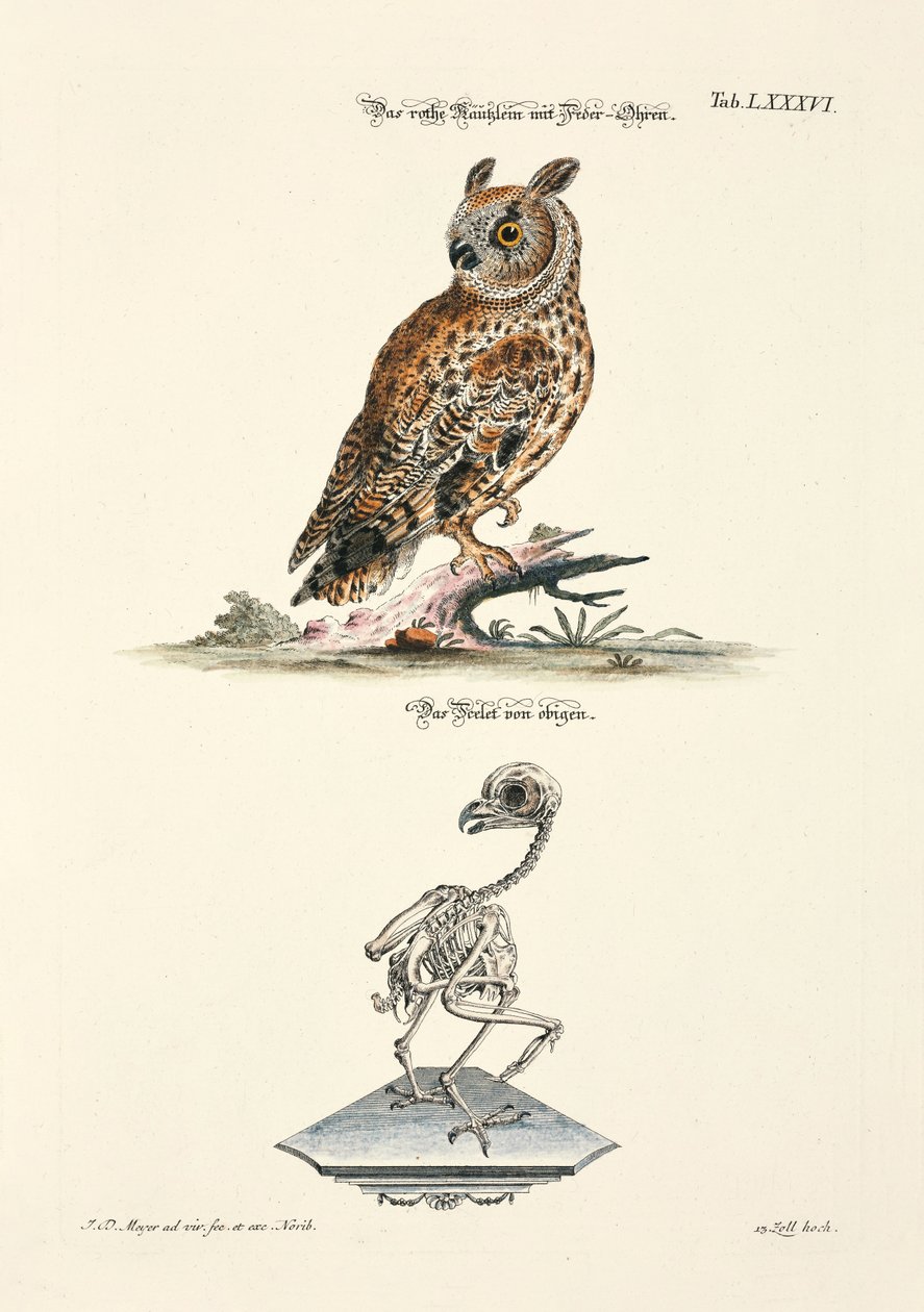 ミミズクとその骨格 作： 