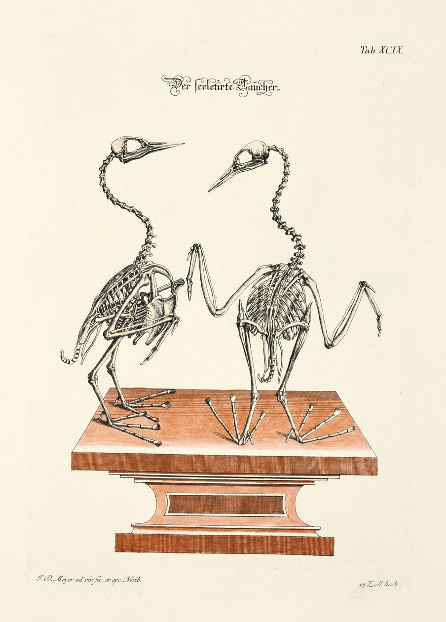 ダイバーの骨格 作： 