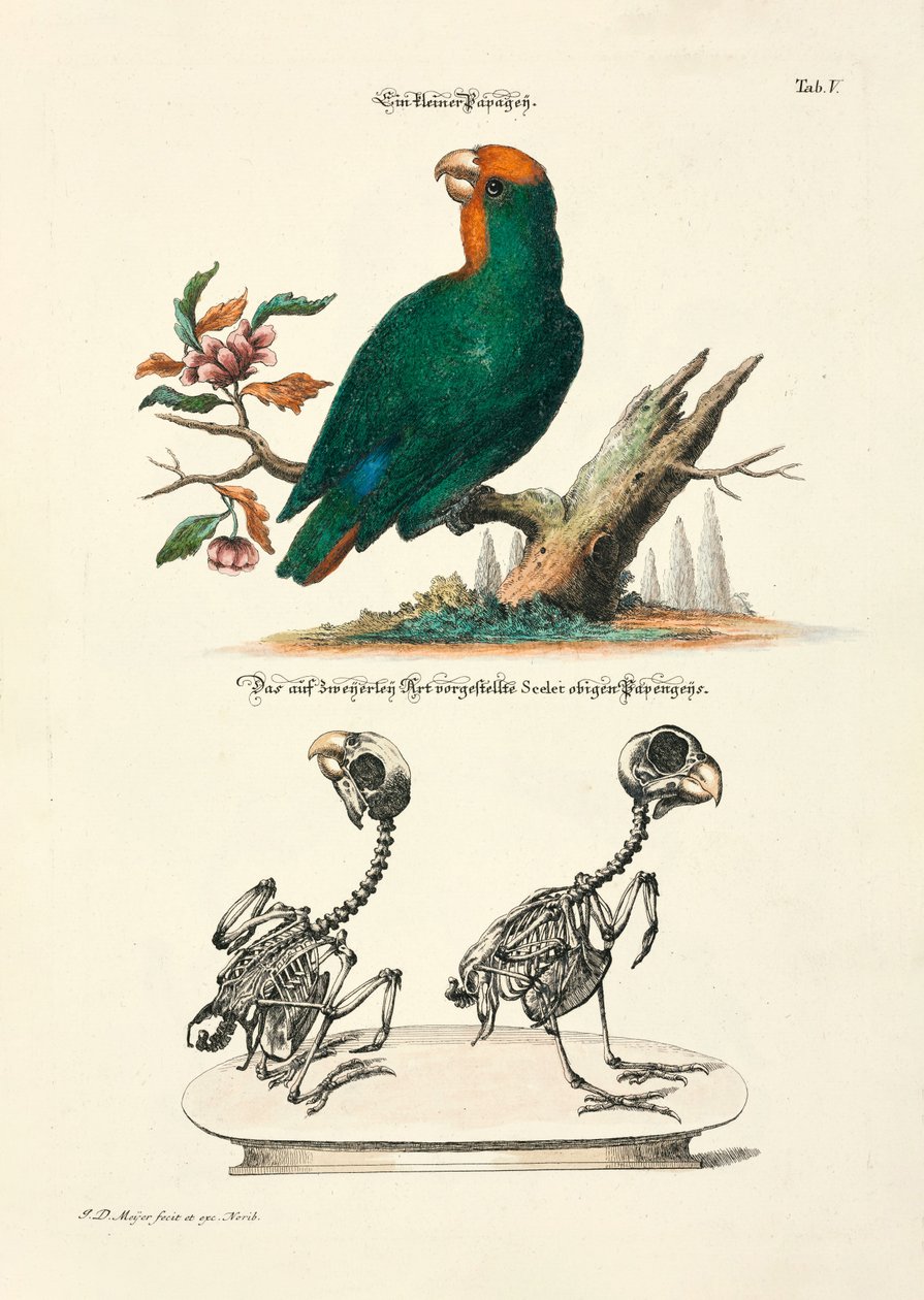 骸骨を持つ小型インコ 作： 