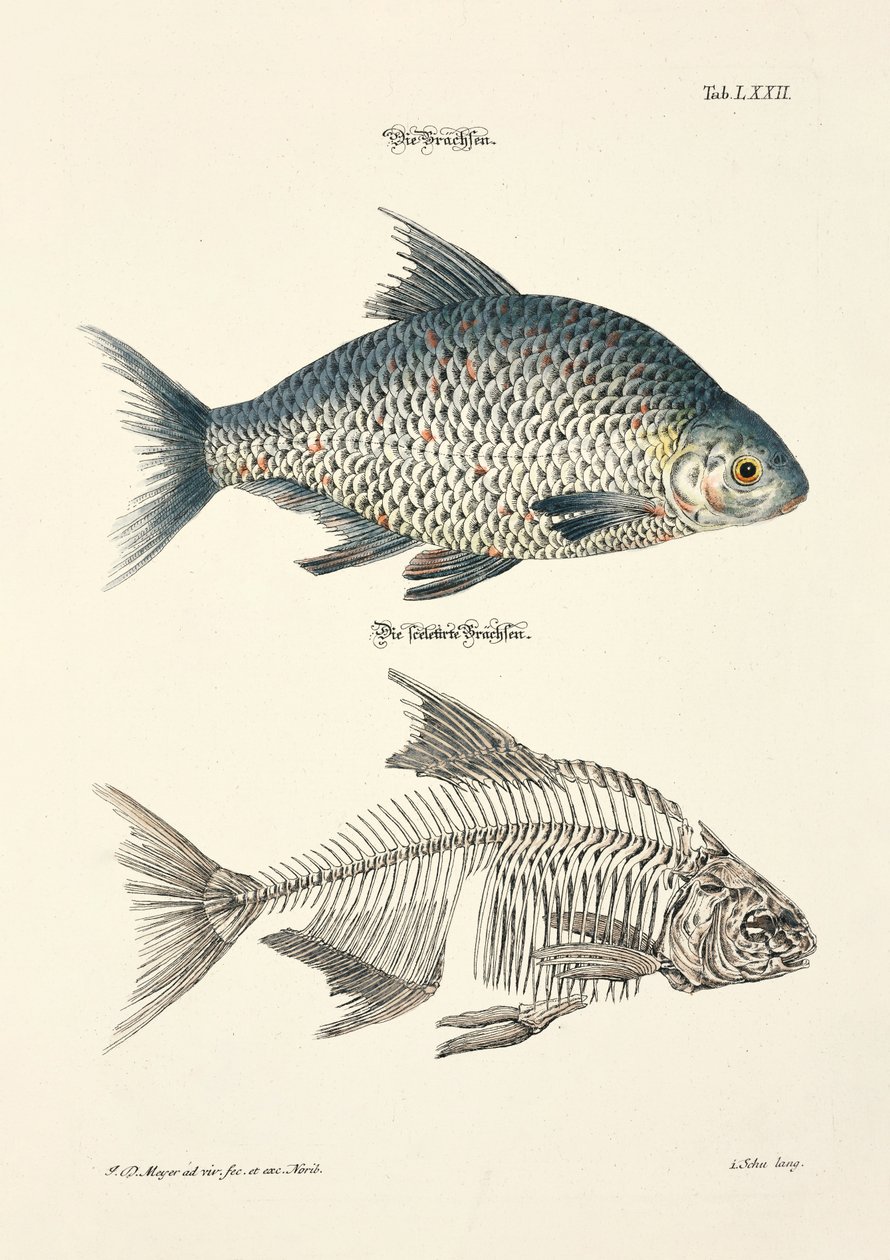 コモンブリームとその骨格 作： 