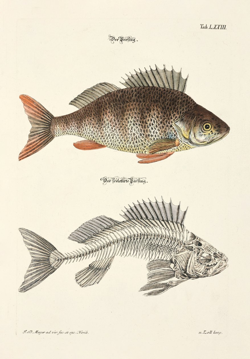 パーチとその骨格 作： 