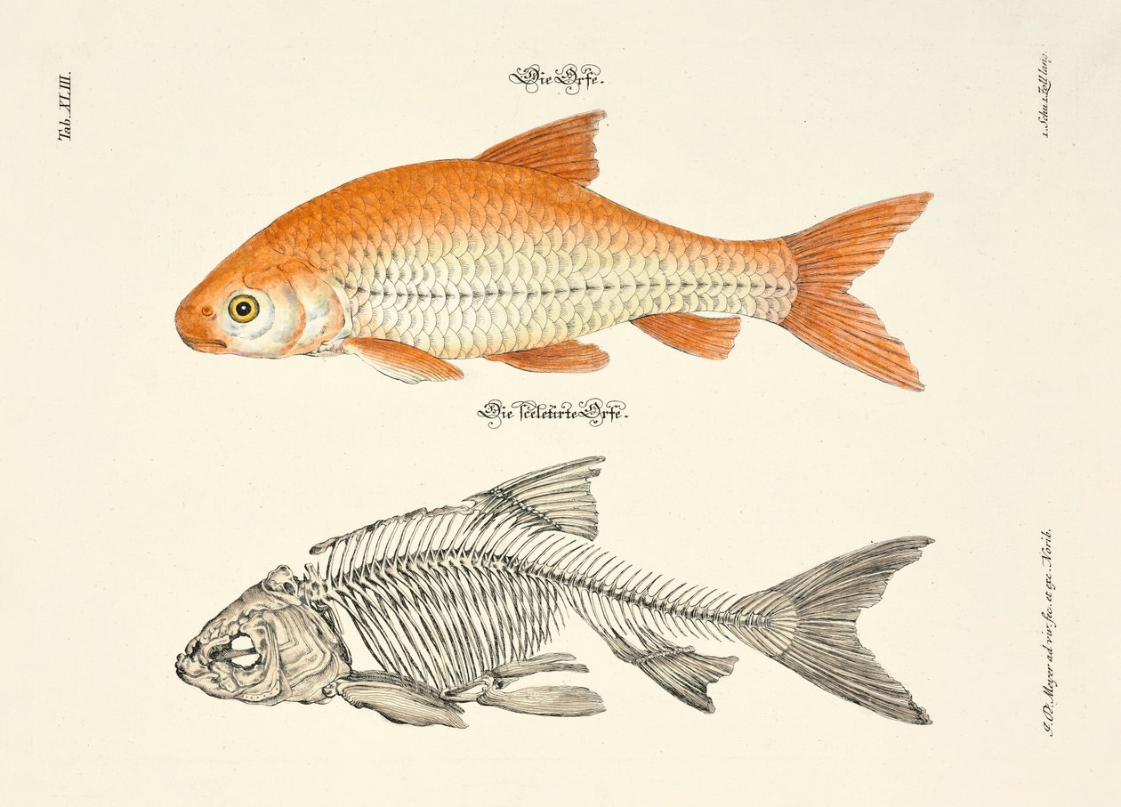 イデとその骨格 作： 