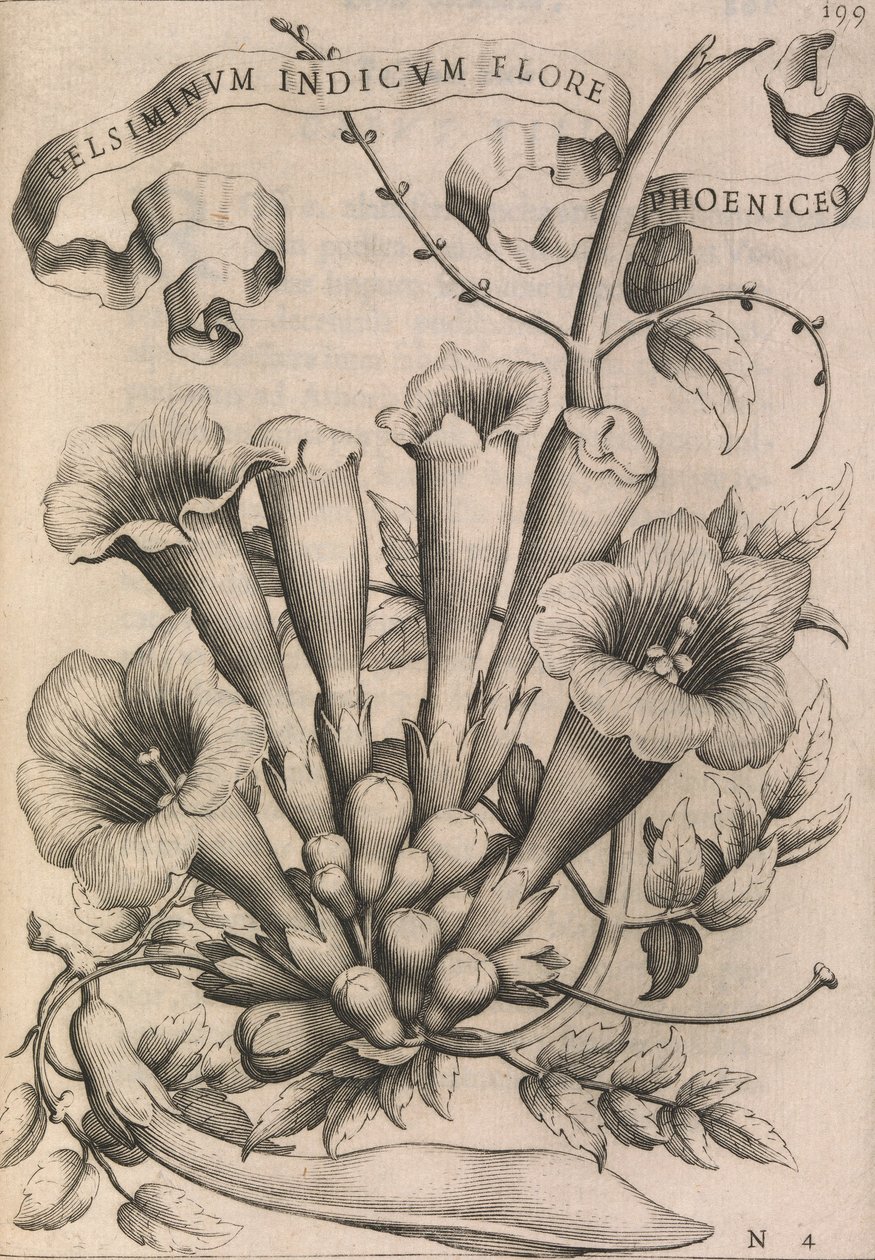 Gelsiminvm indicvm flore phoeniceo, 1633年。 作： ヨハン・フリードリッヒ・グリューター