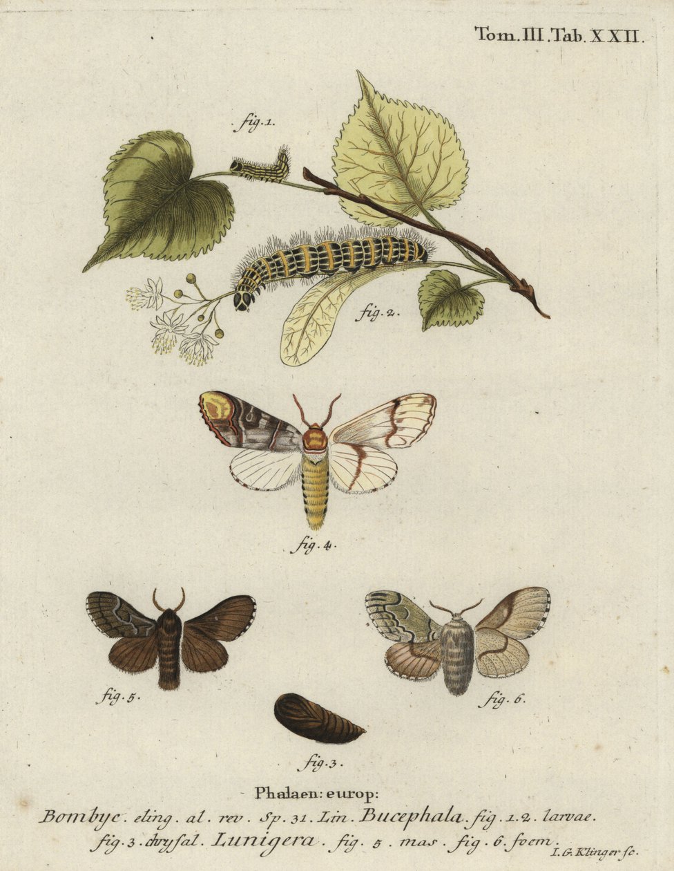 Buff-tip moth、Phalera bucephala、Cosmotriche lobulina。 作： ヨハン・ゲオルク・クリンガー