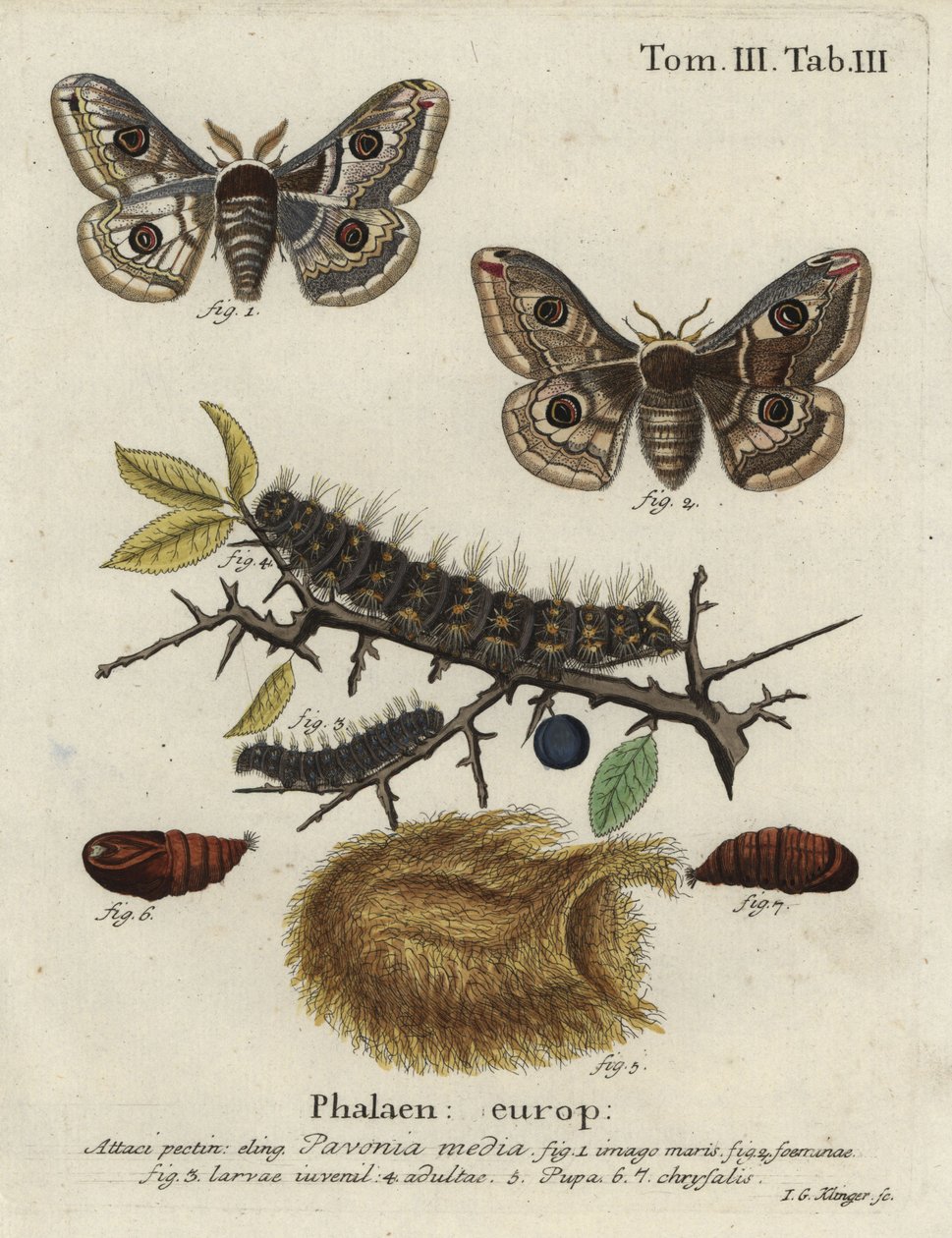Sloe emperor moth, Saturnia spini. 作： ヨハン・ゲオルク・クリンガー