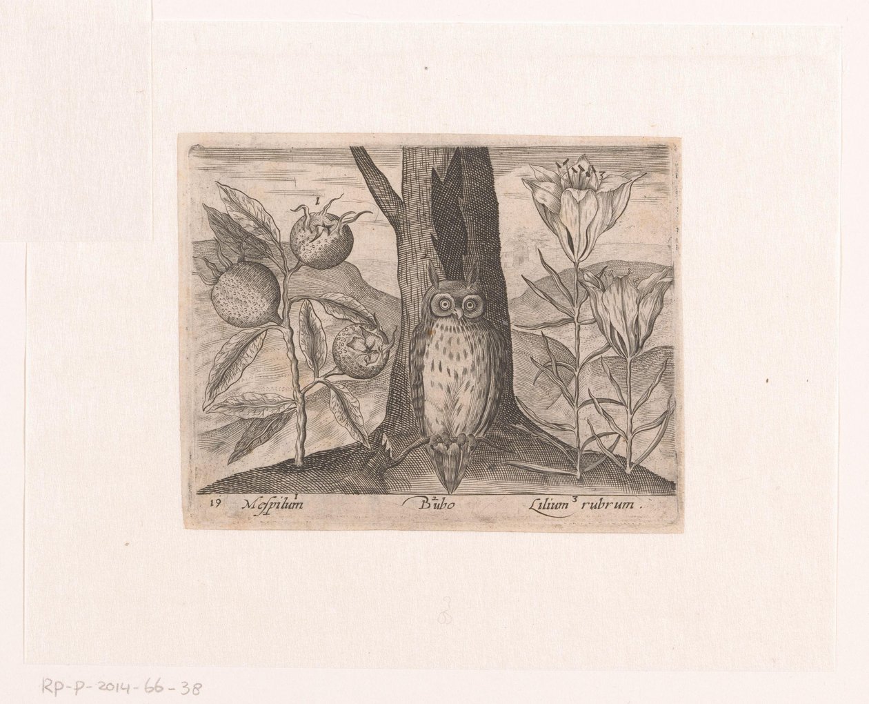風景の中に花や動物を描いた版画シリーズ ビワ、ユリ、フクロウのいる風景 動植物と花のある風景（連載タイトル） 作： ジョン・ホーヘンベルフ