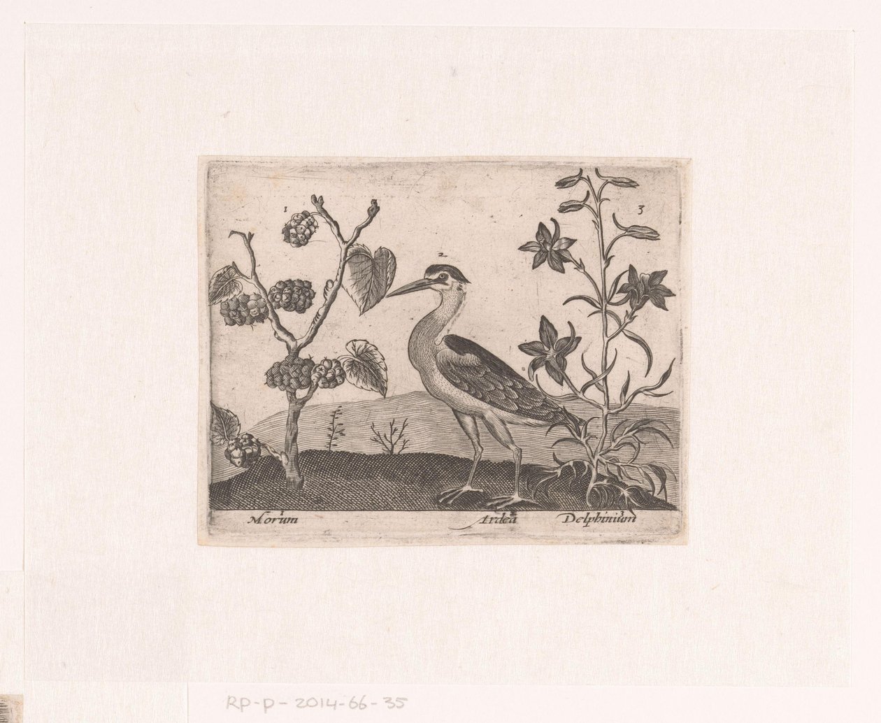 風景の中に花や動物を描いた版画シリーズ サギとラークスパーのある風景 動植物と花のある風景（連載タイトル） 作： ジョン・ホーヘンベルフ