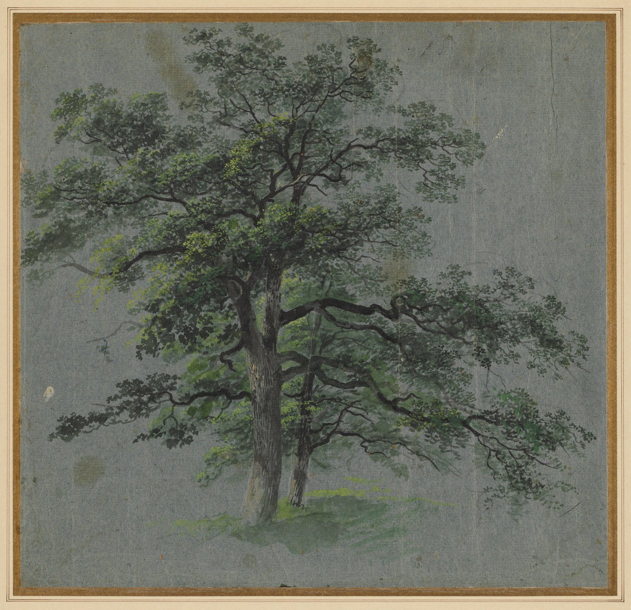 2本の木」（長方形） 「木の研究」（裏面） 1800年代前半 作： ヨハン・ジェイコブ・ドーナー