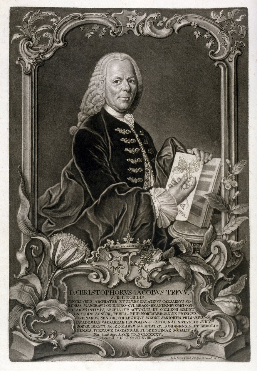 CJ Trew、植物学者、パブ。 c.1768 作： ヨハン・ヤコブ・ヘイド