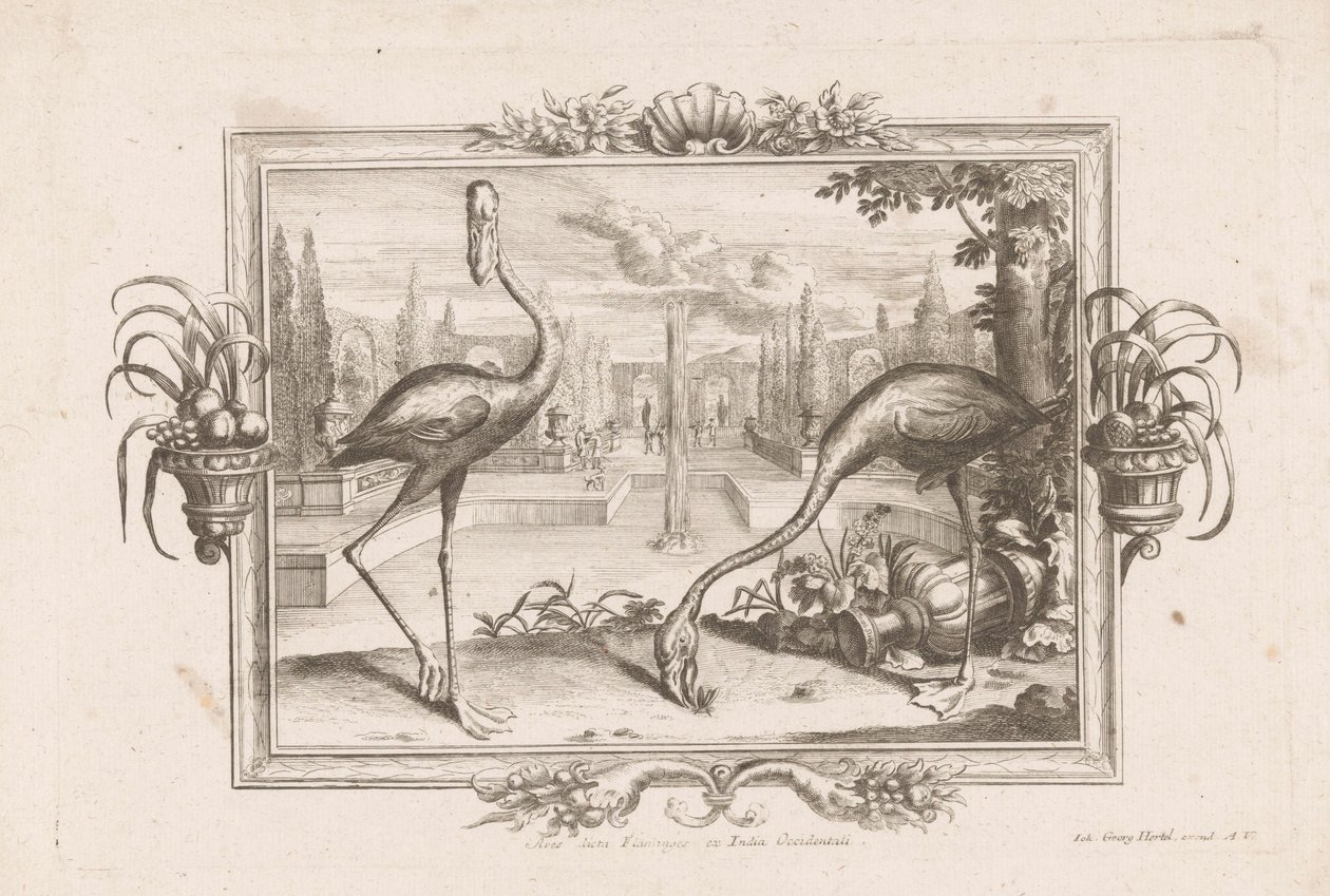 ツイフラミンゴ Aves dicta Flaminges ex India Occidentali (オブジェクトのタイトル) 作： Johann Jakob Stelzer